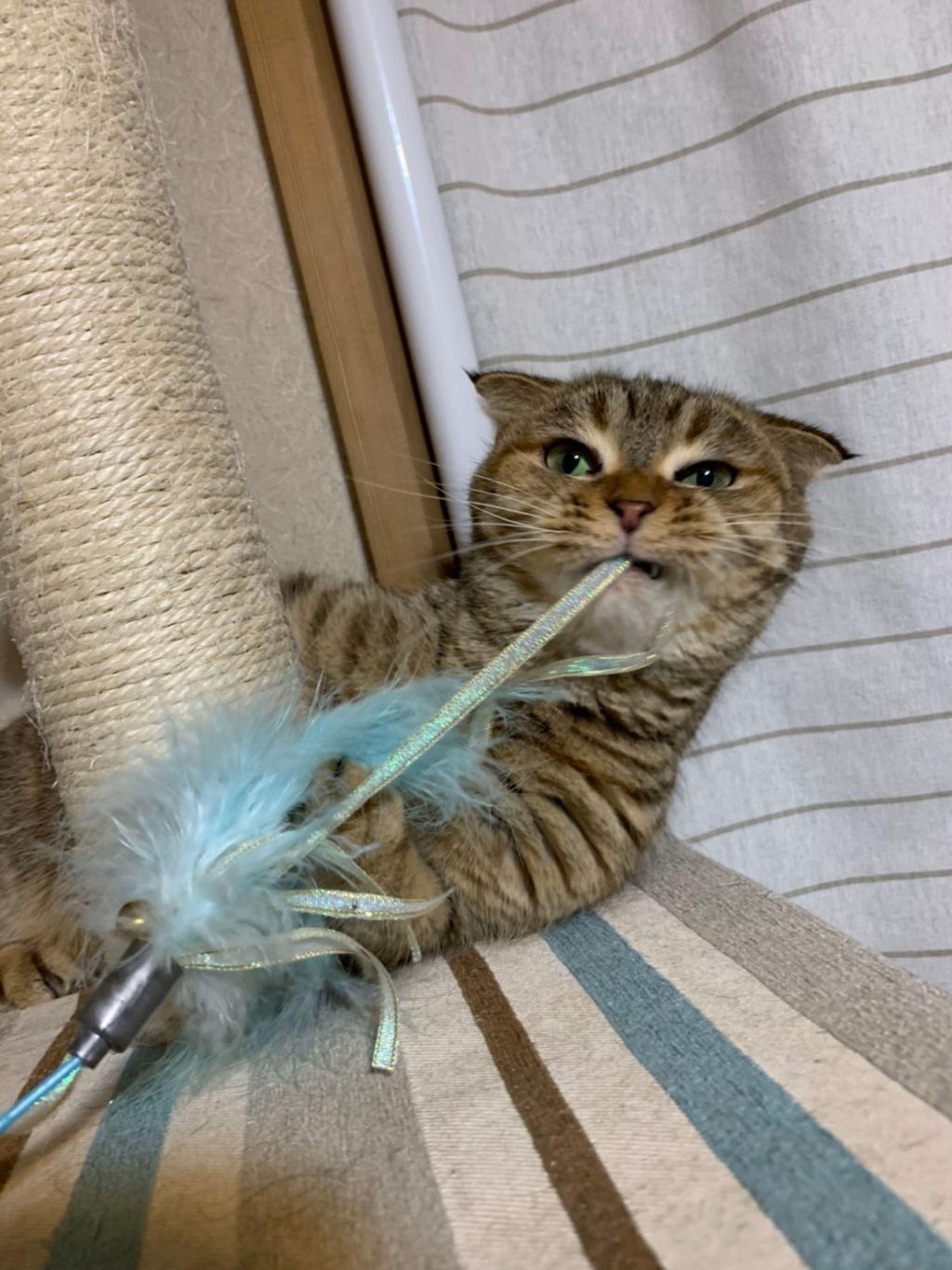 雑種（ミックス猫）・メスの里親募集の写真