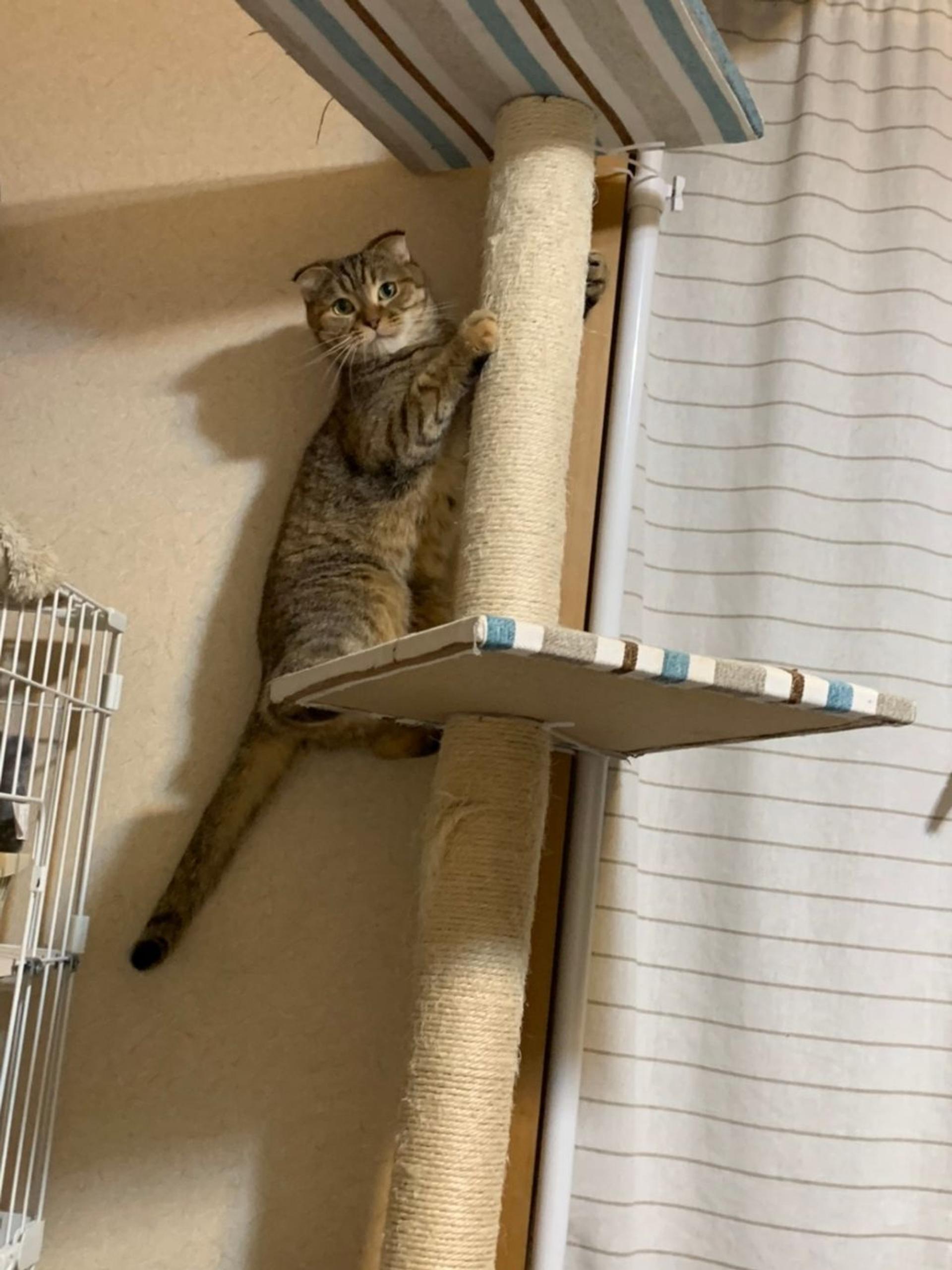 pet-image-4
