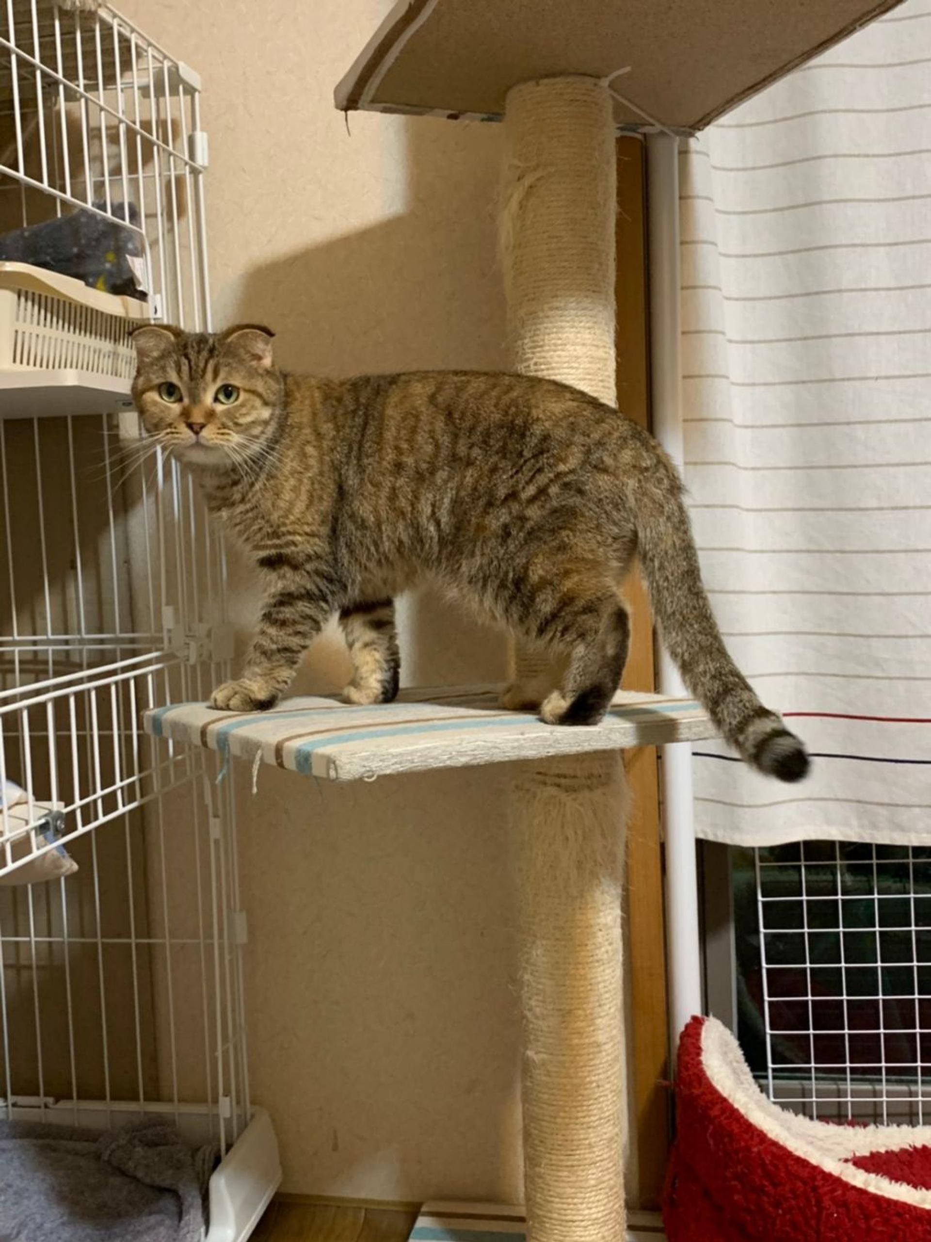 pet-image-5