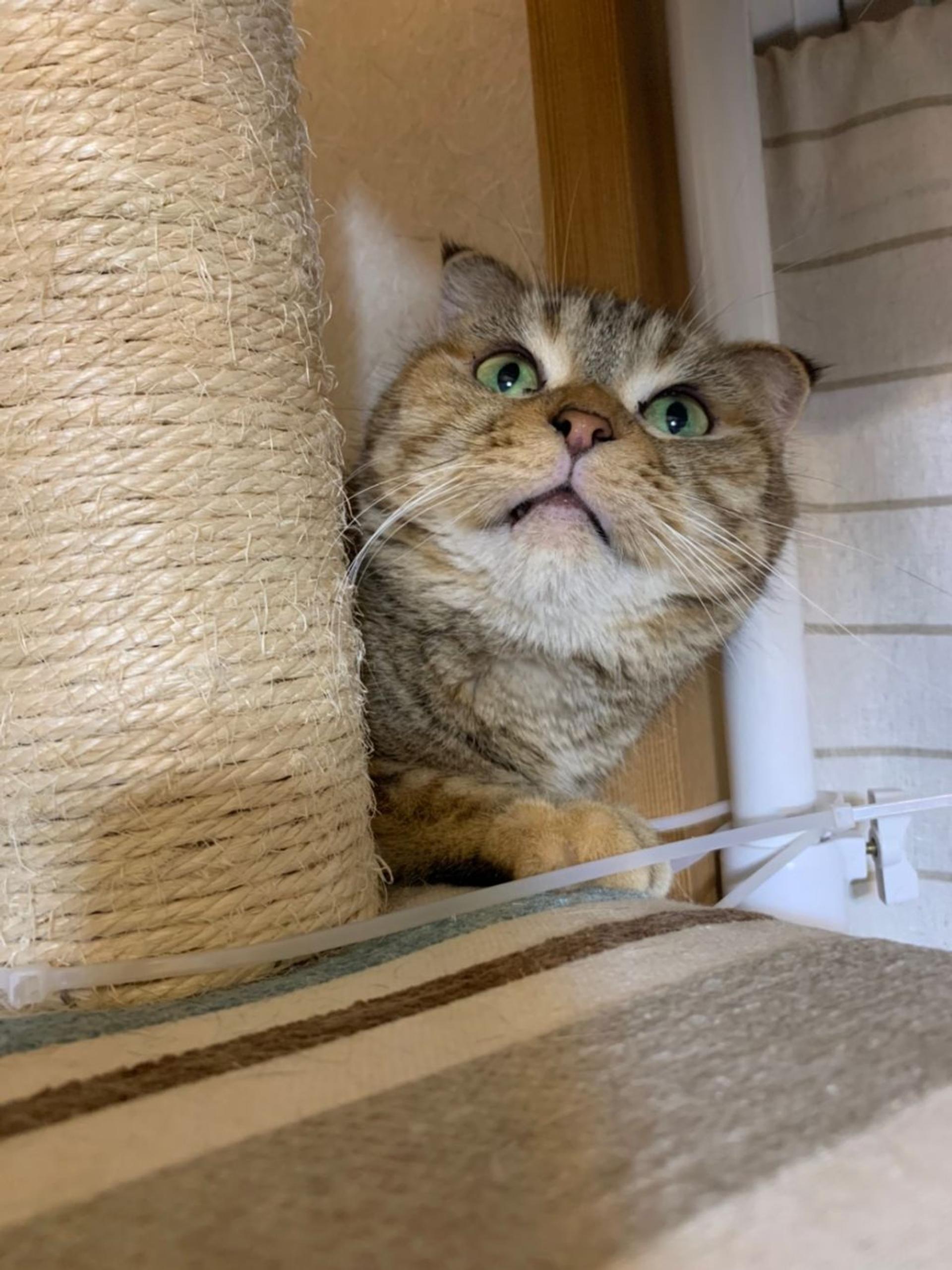 pet-image-6