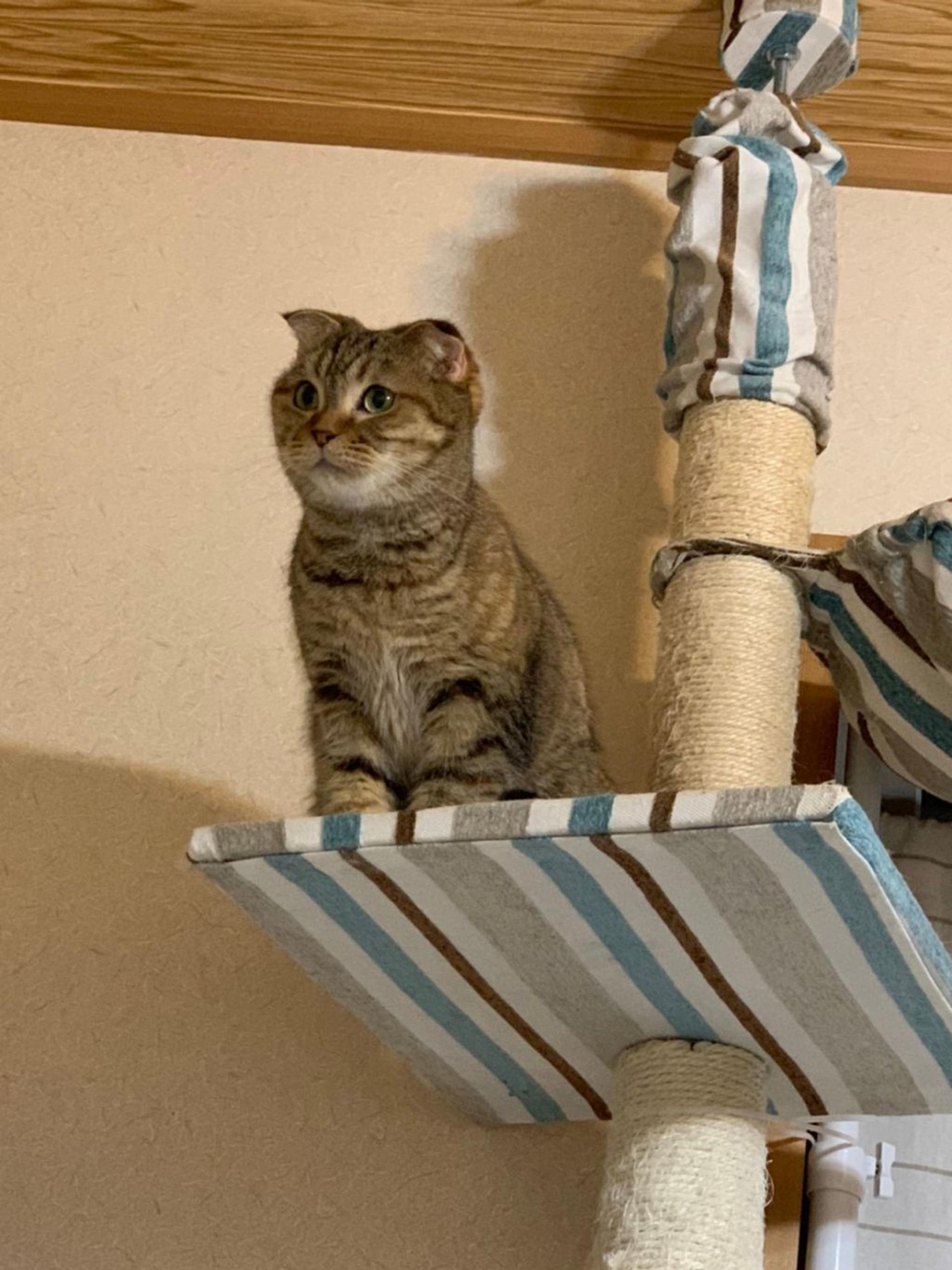 pet-image-7
