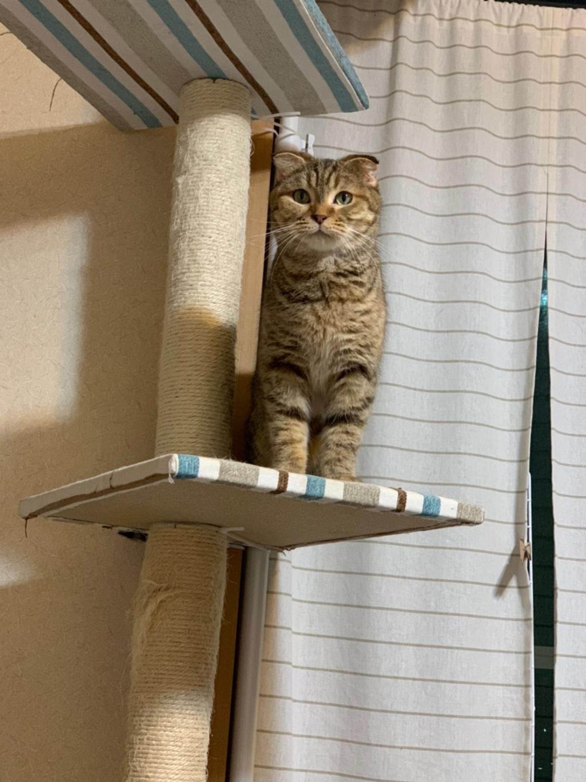 pet-image-9