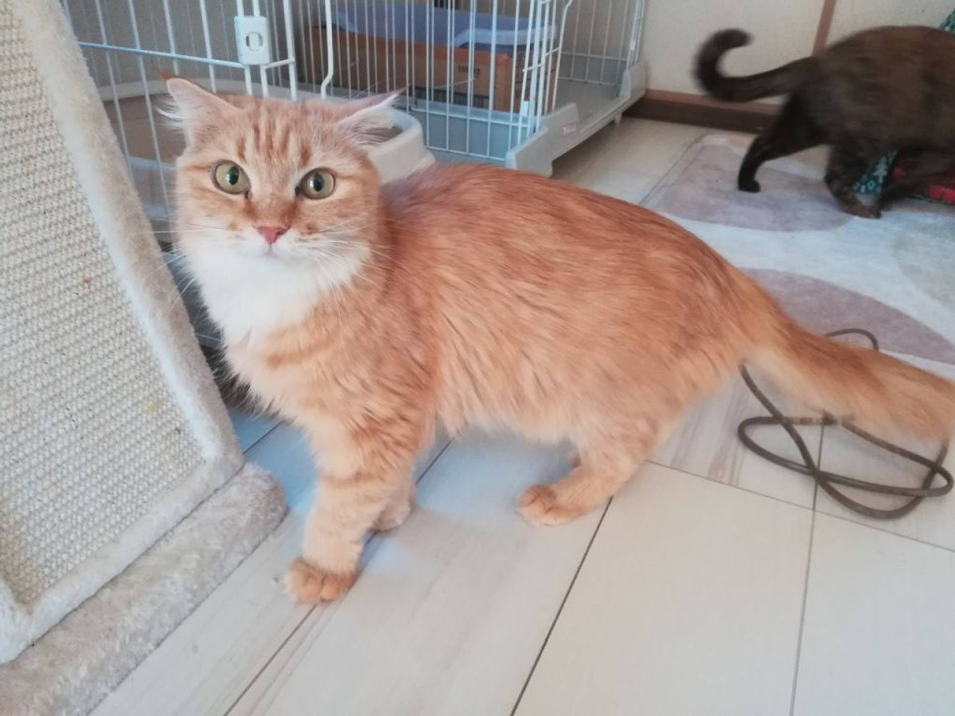 雑種（ミックス猫）・メスの里親募集の写真