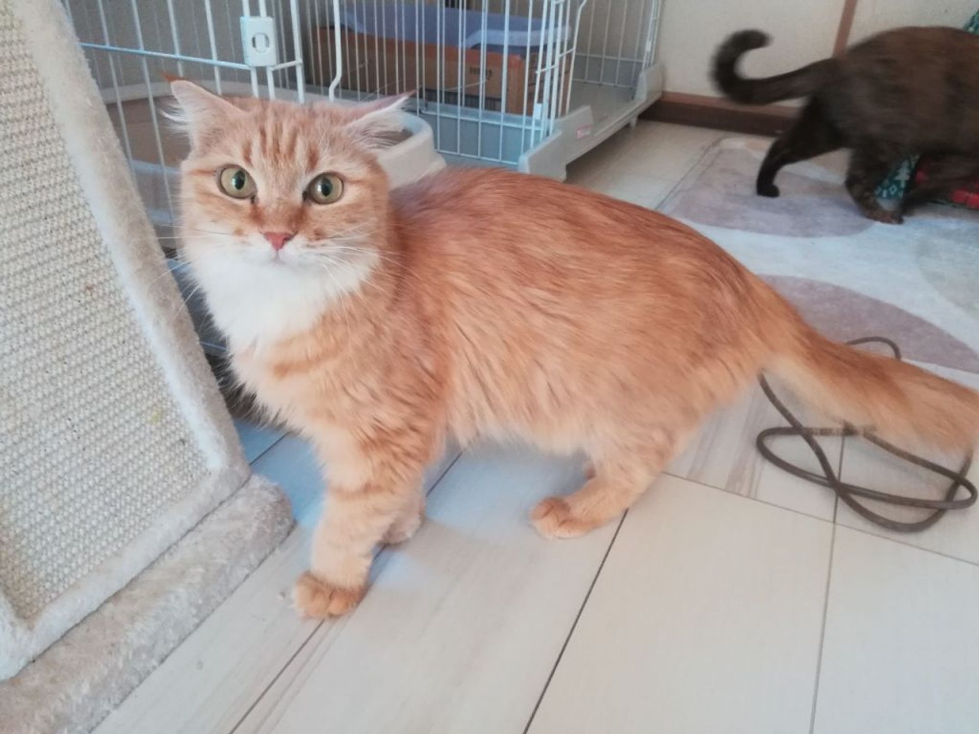 雑種（ミックス猫）・メスの里親募集の写真