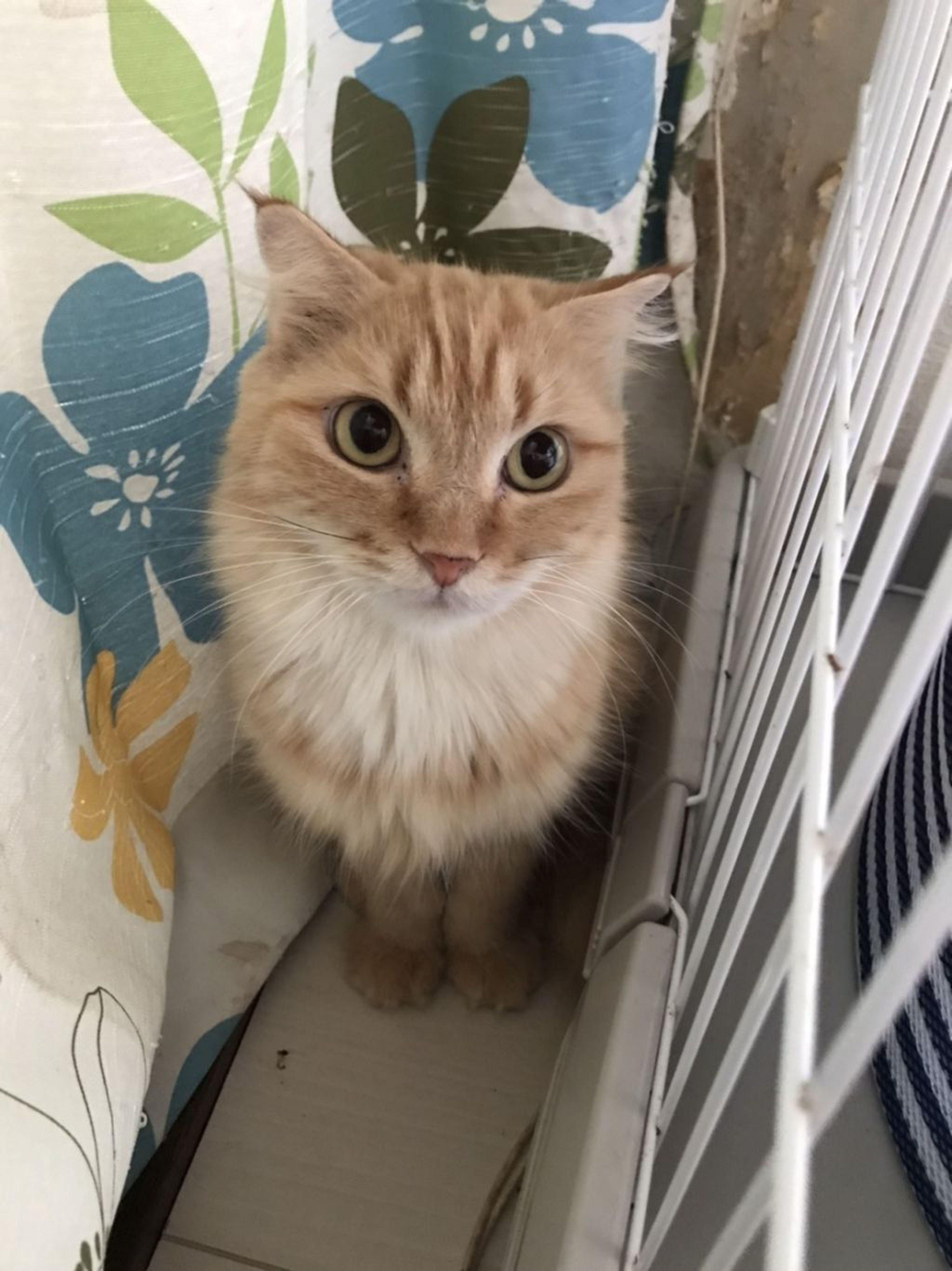 pet-image-2