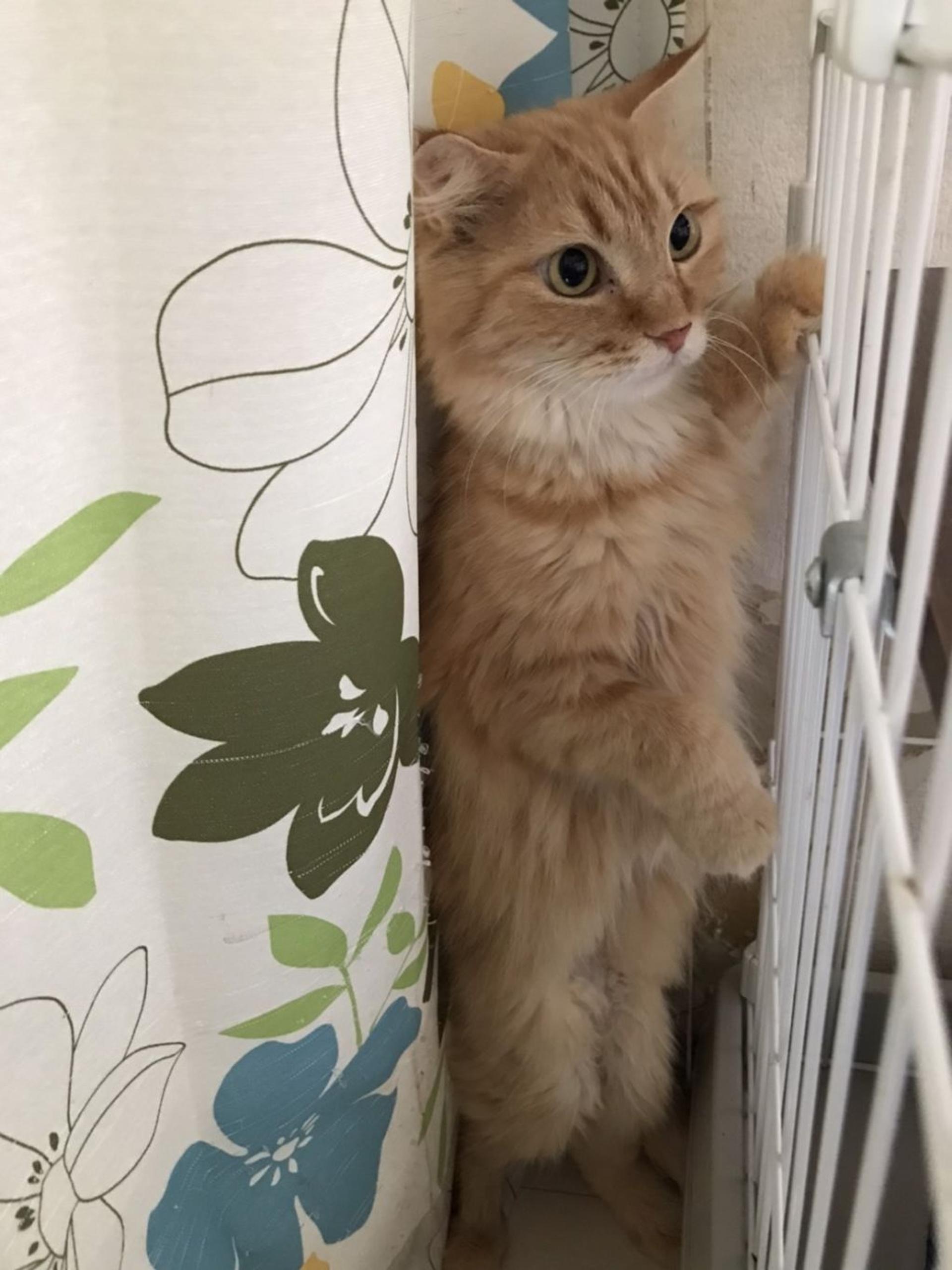 pet-image-3