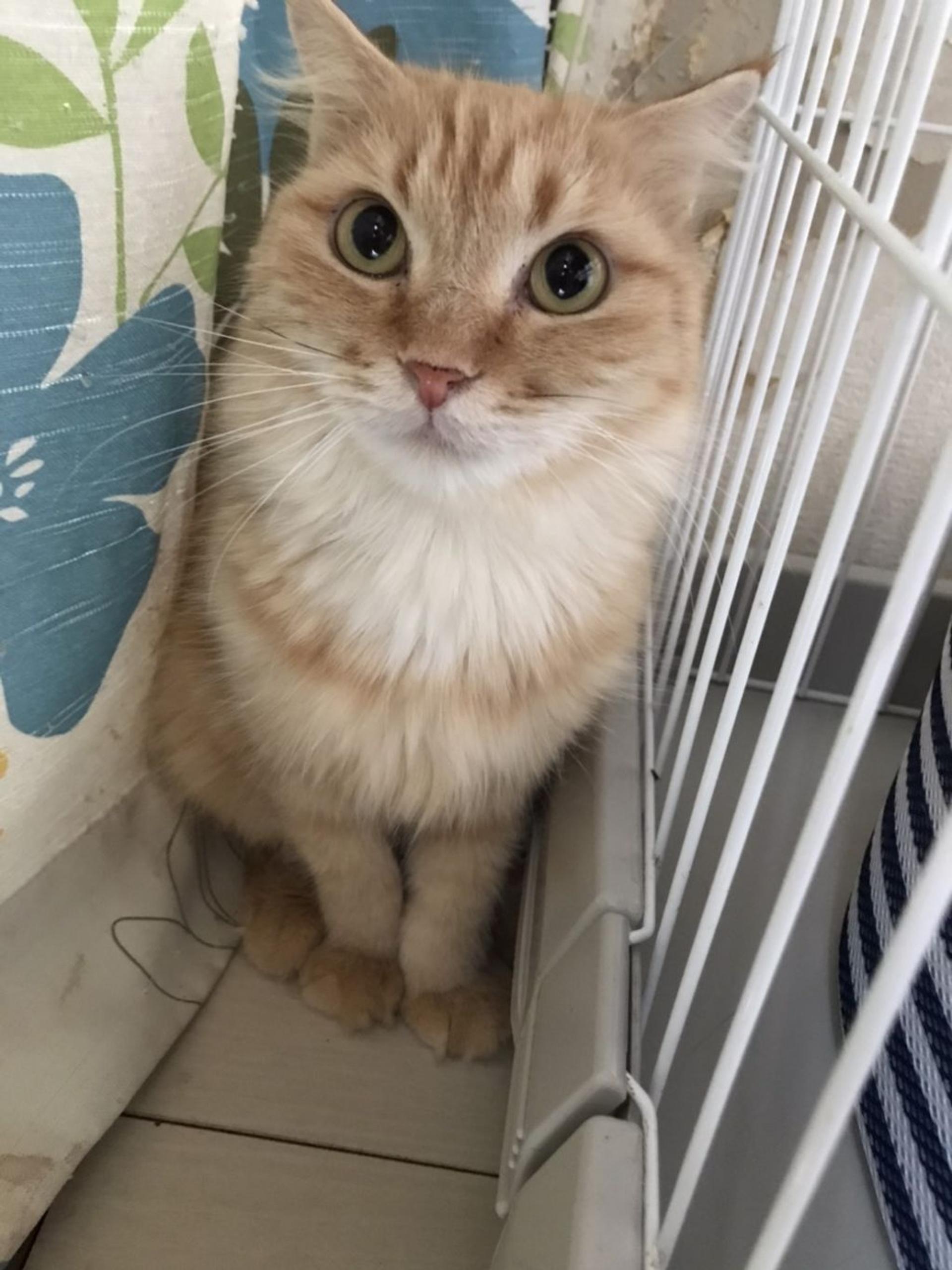 pet-image-4
