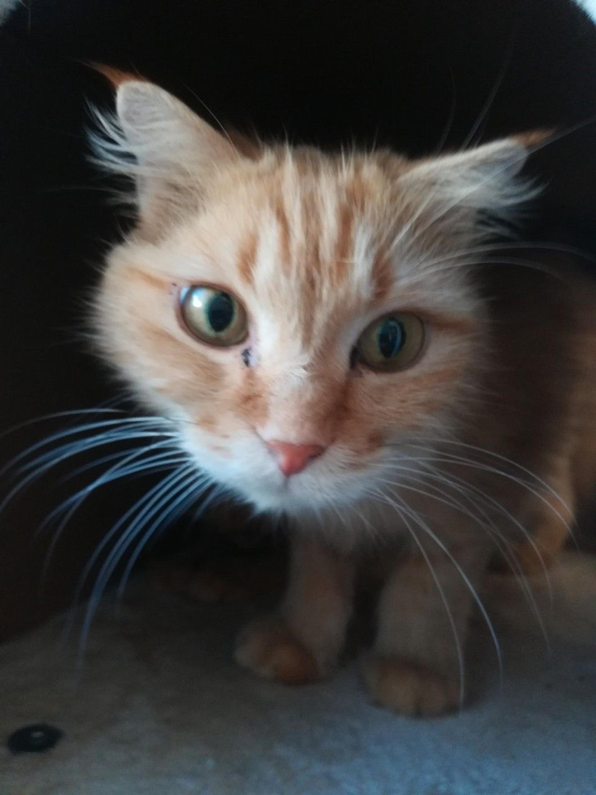 pet-image-5