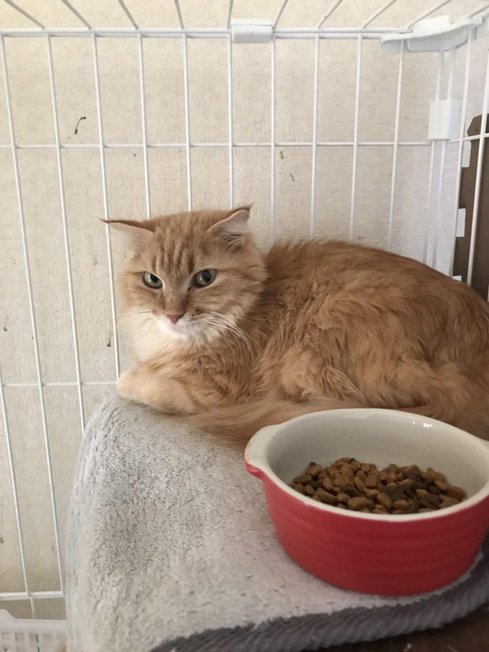 pet-image-8
