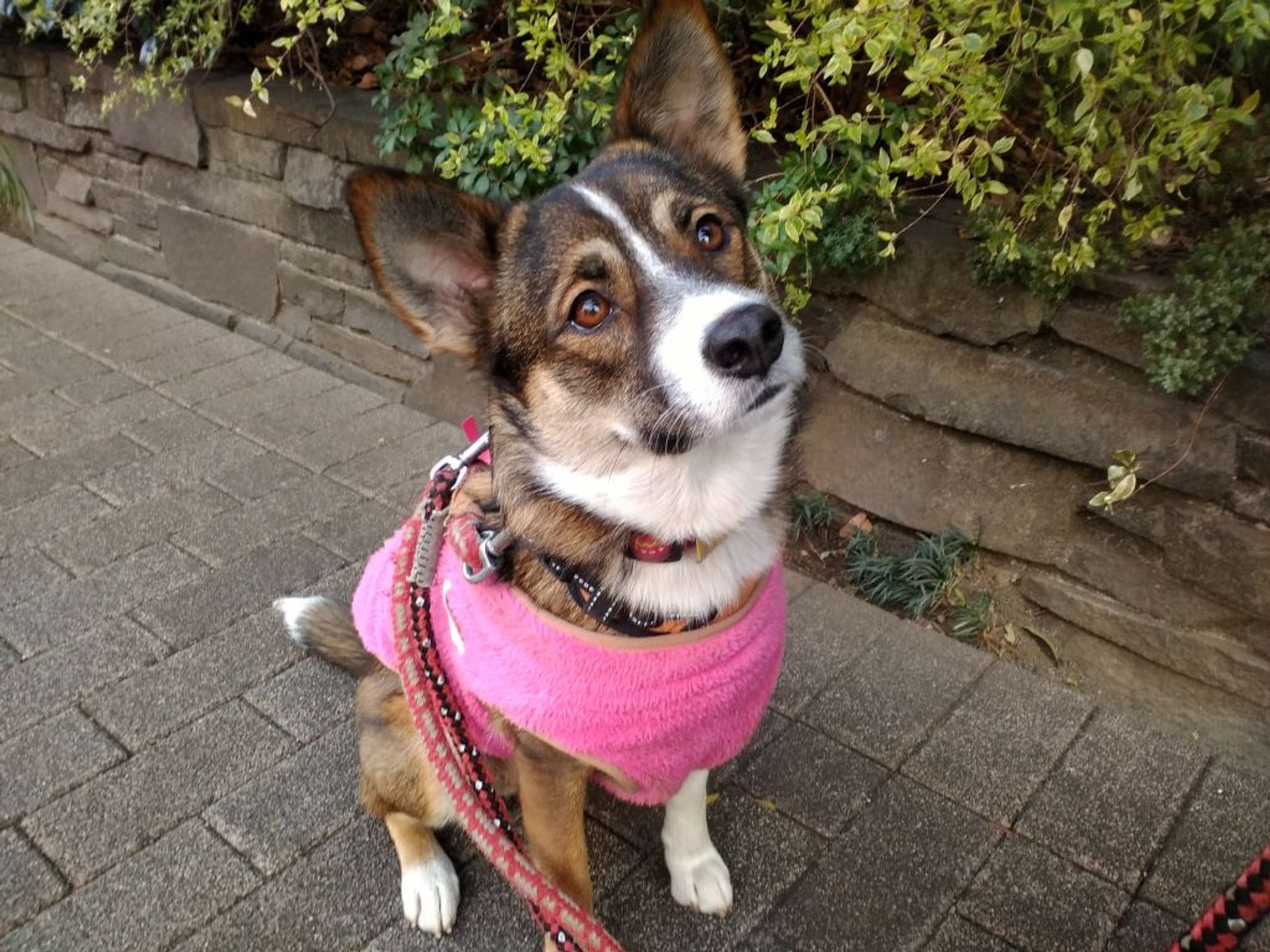雑種（ミックス犬）・メスの里親募集の写真