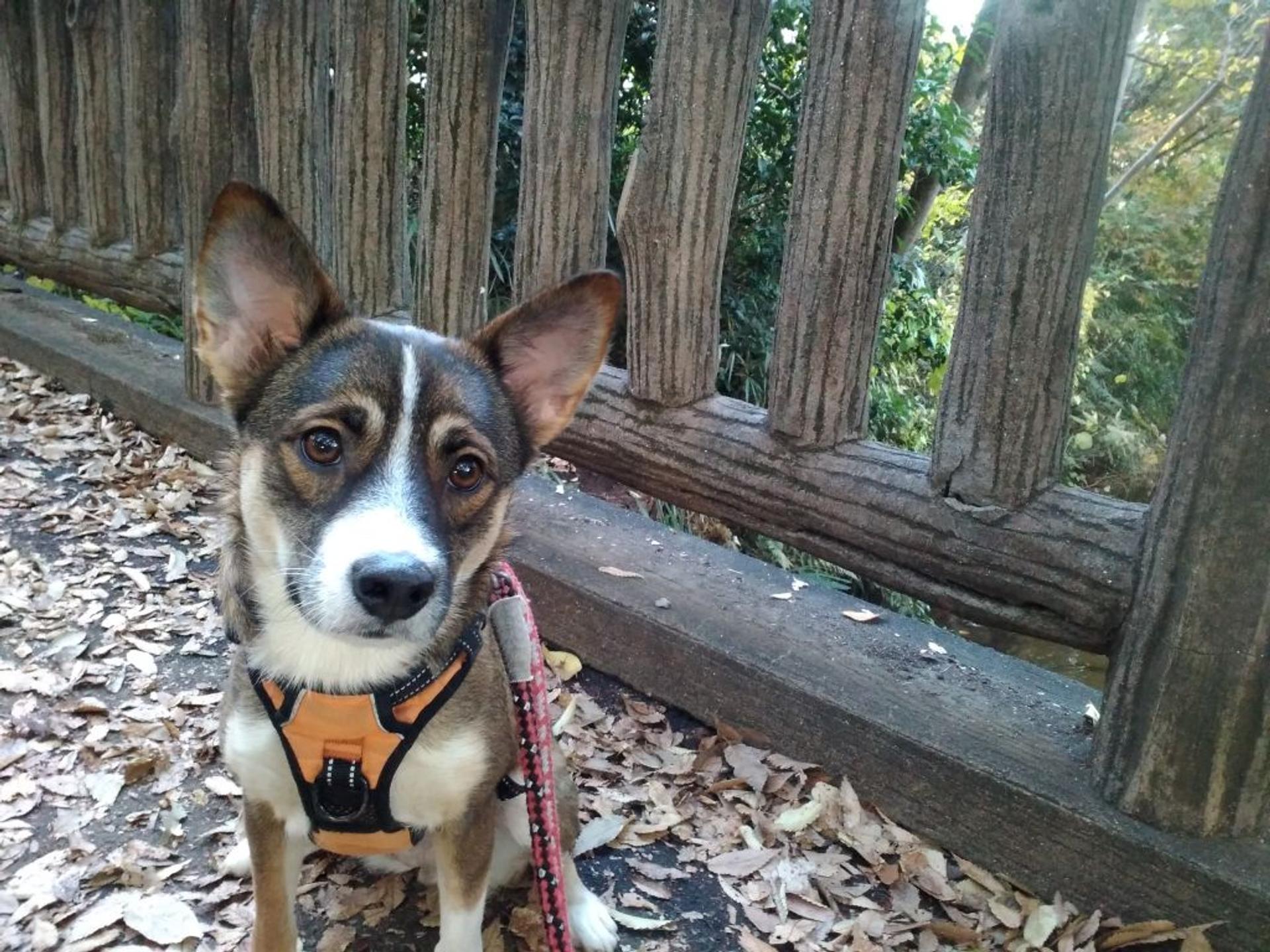 pet-image-2