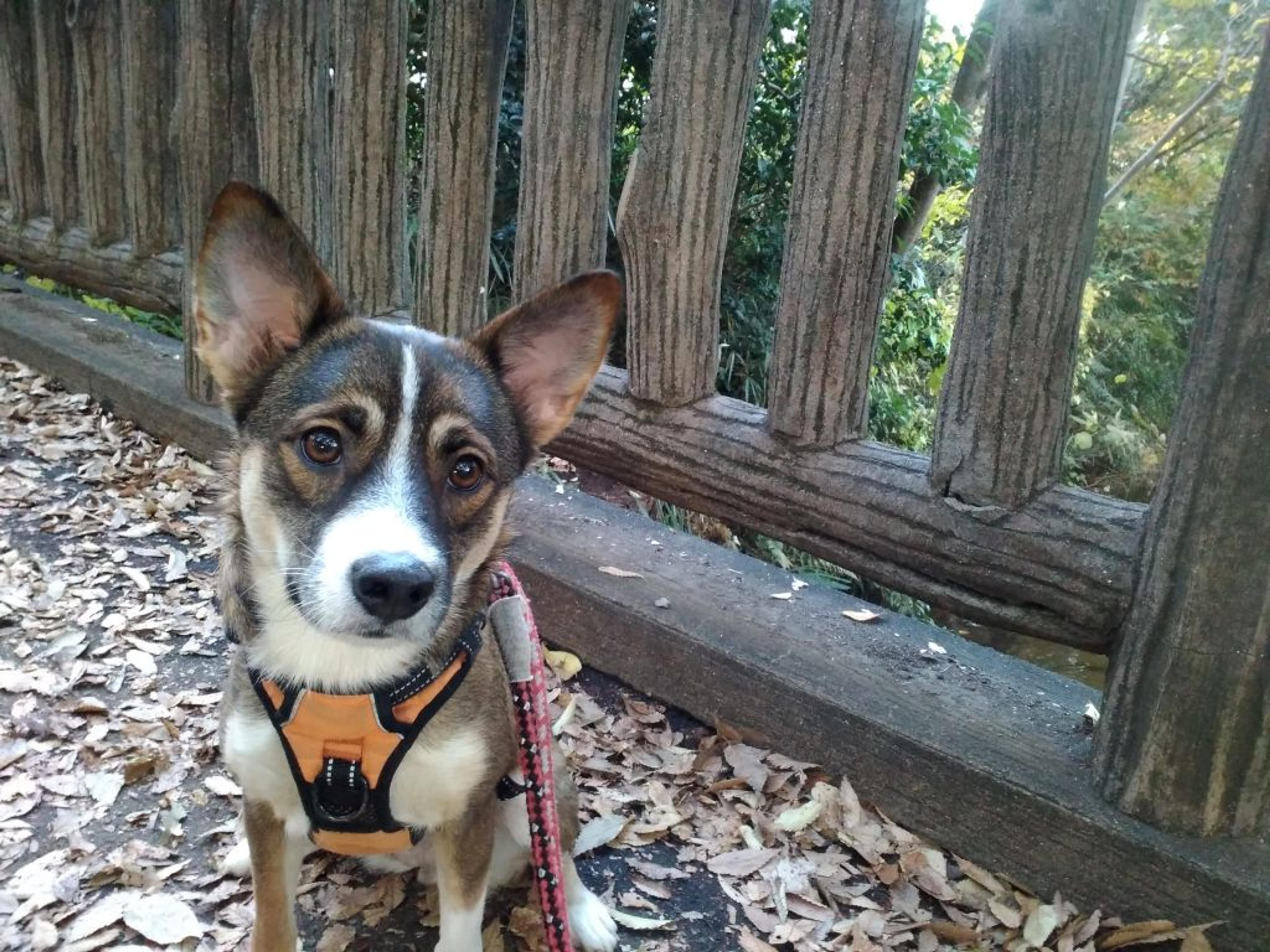 pet-image-2