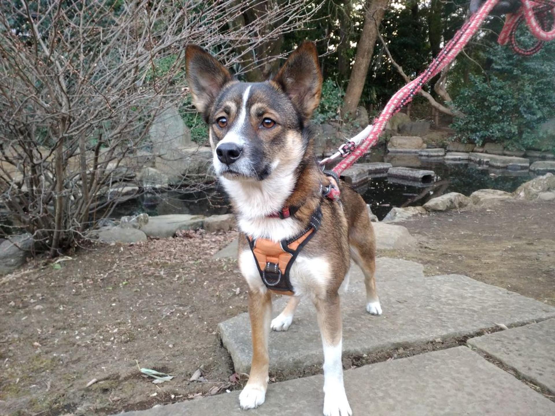 pet-image-3