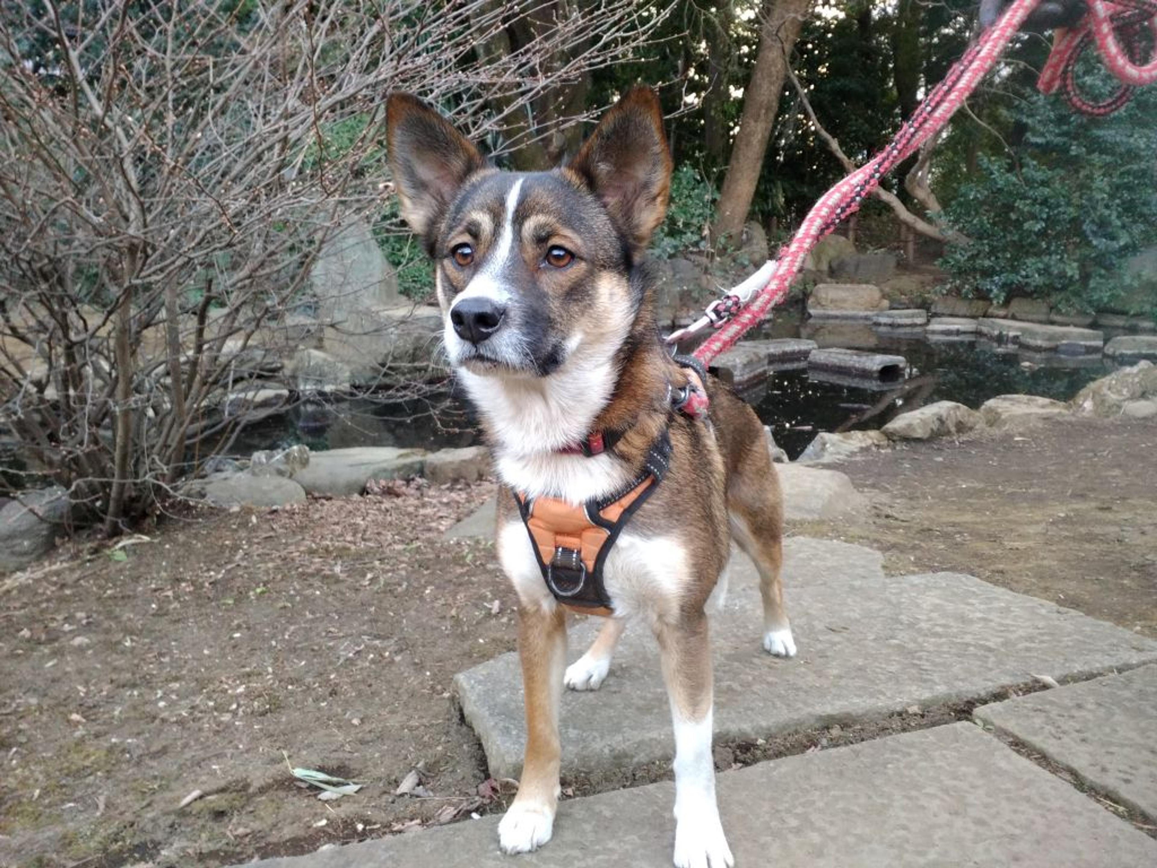 pet-image-3