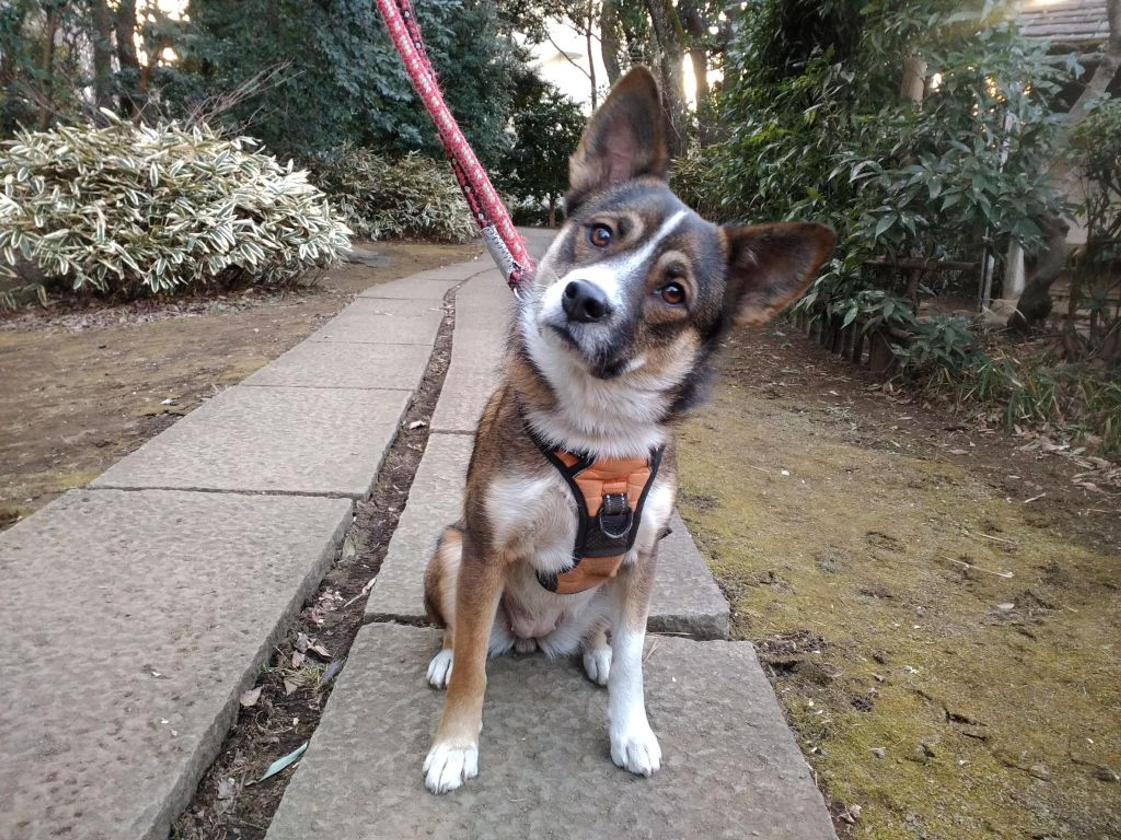 pet-image-4