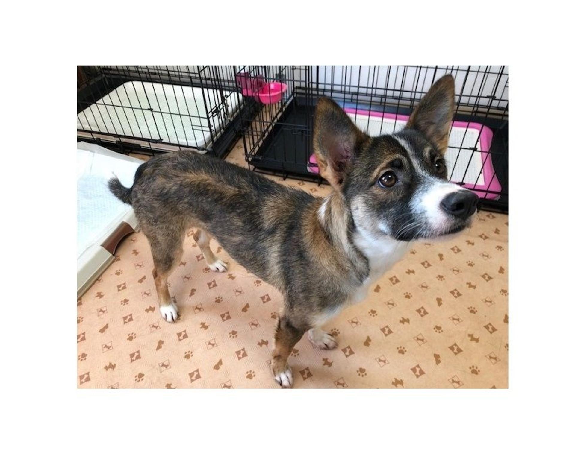 pet-image-8