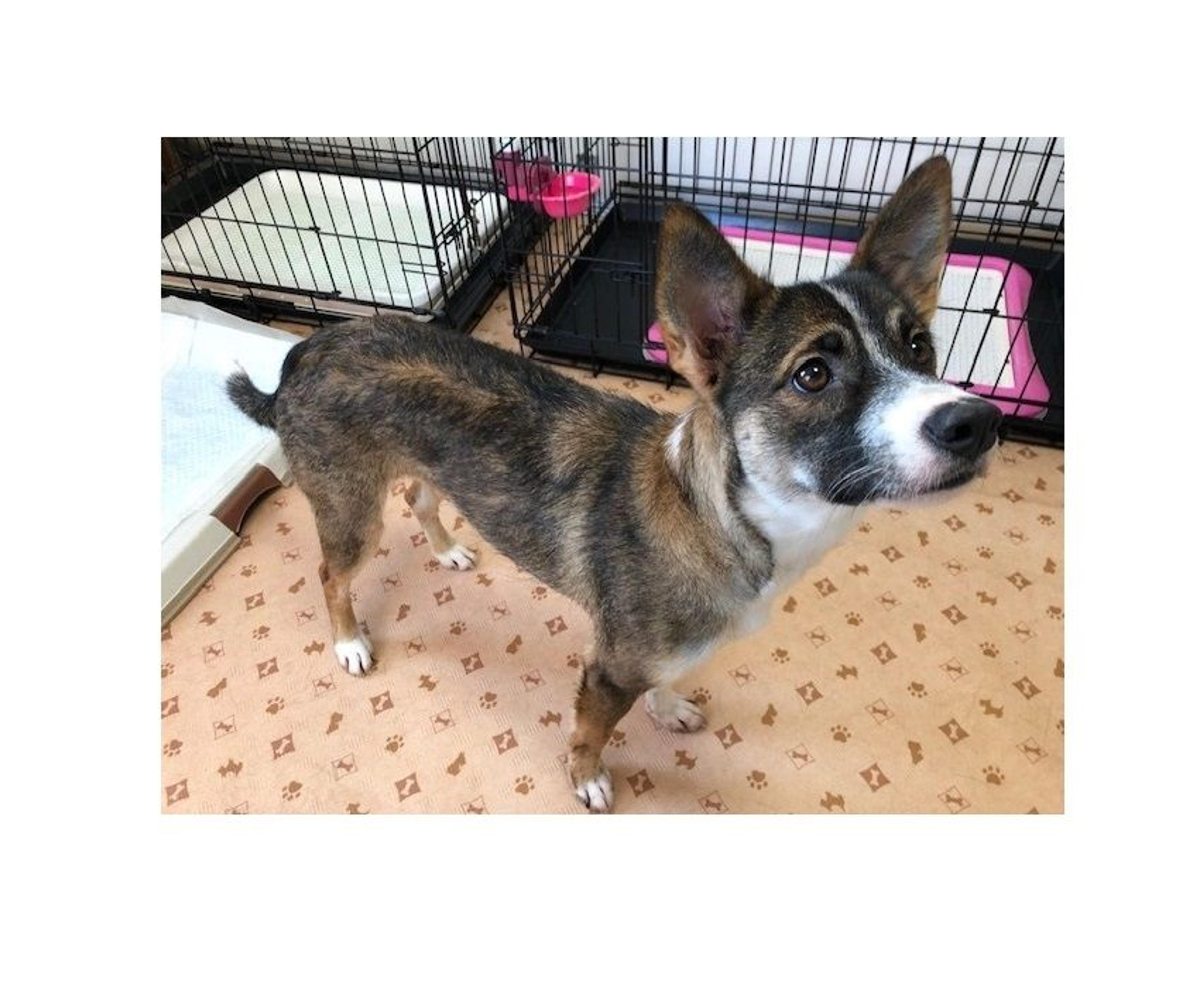 pet-image-8