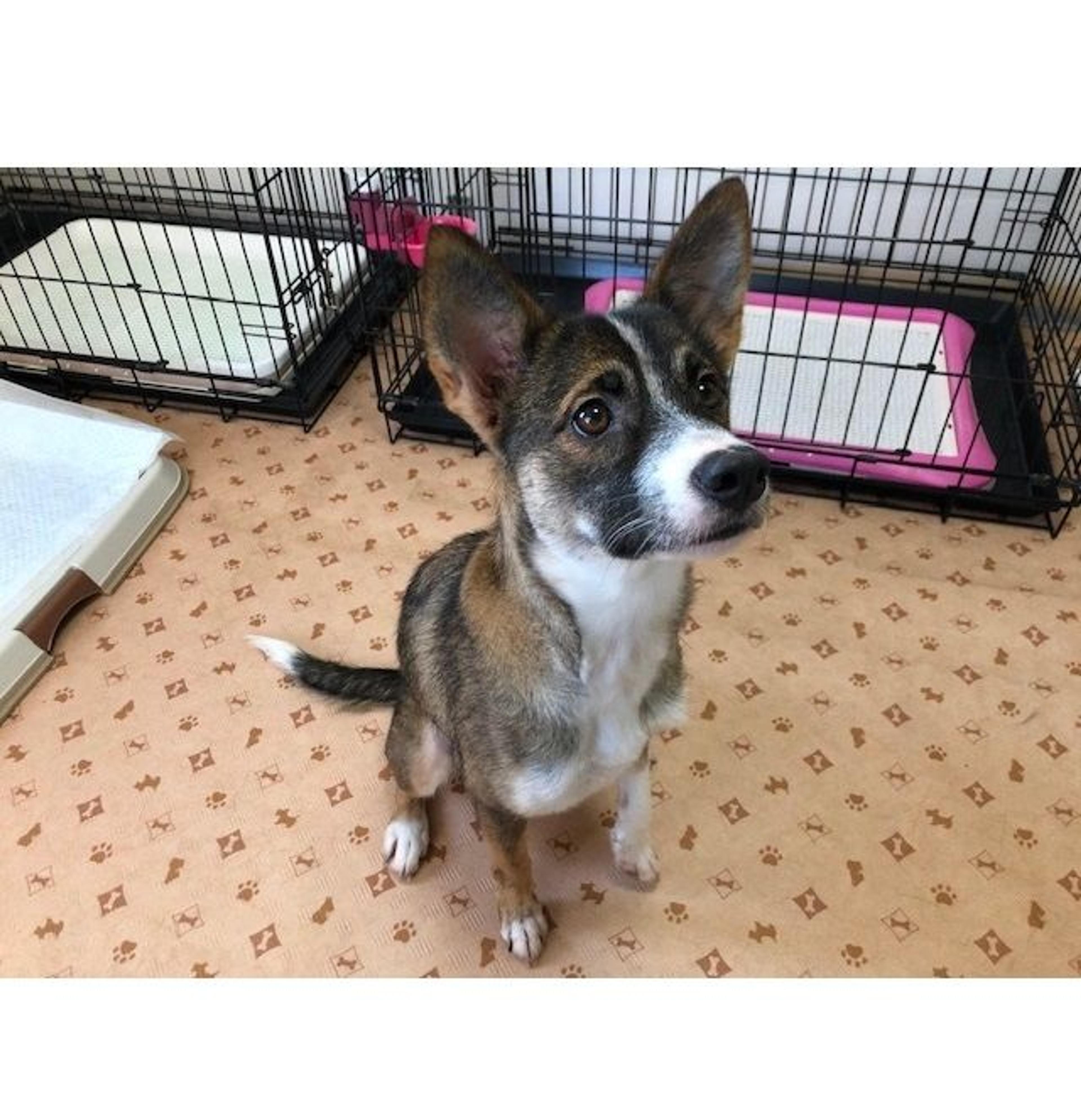 pet-image-9