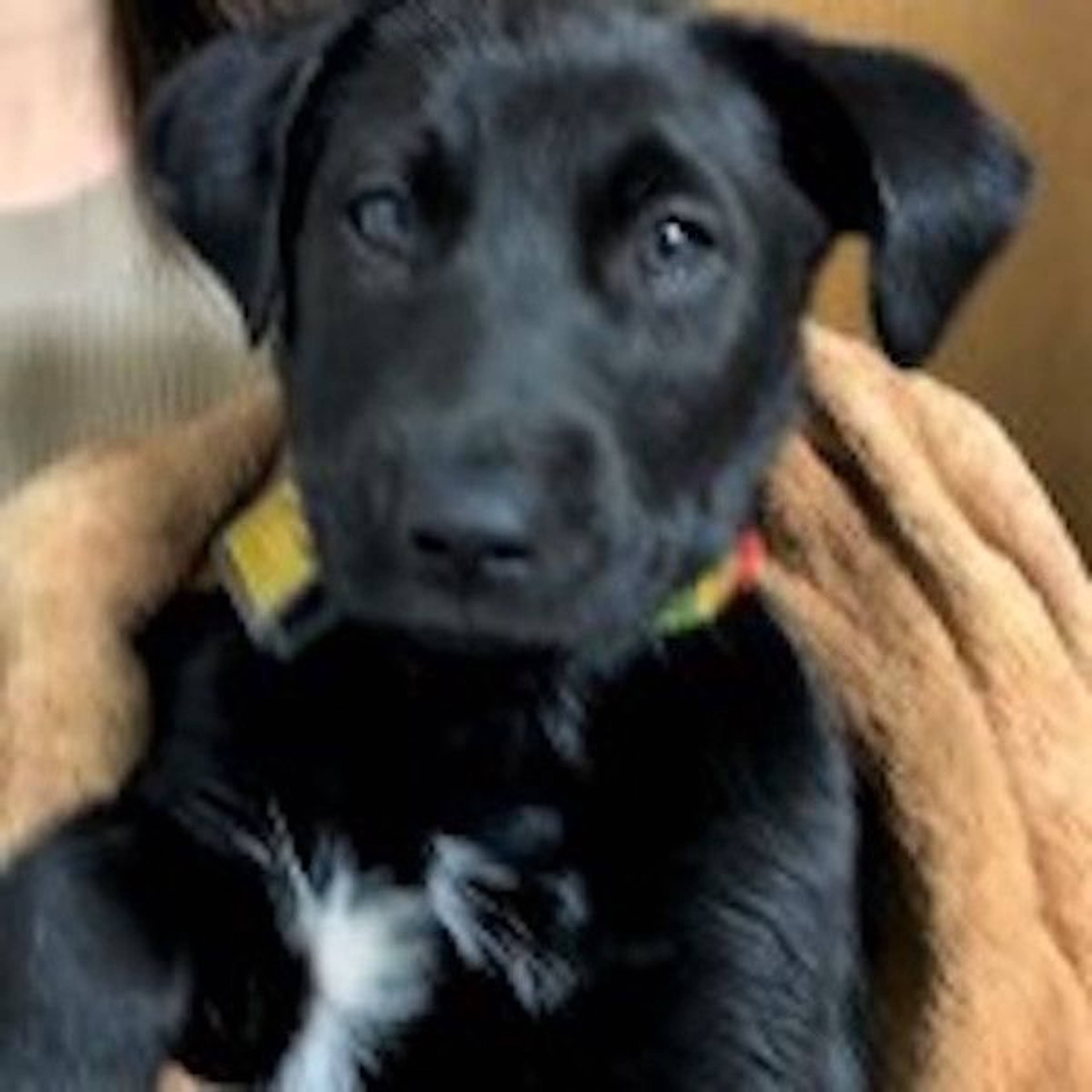 雑種（ミックス犬）・メスの里親募集の写真