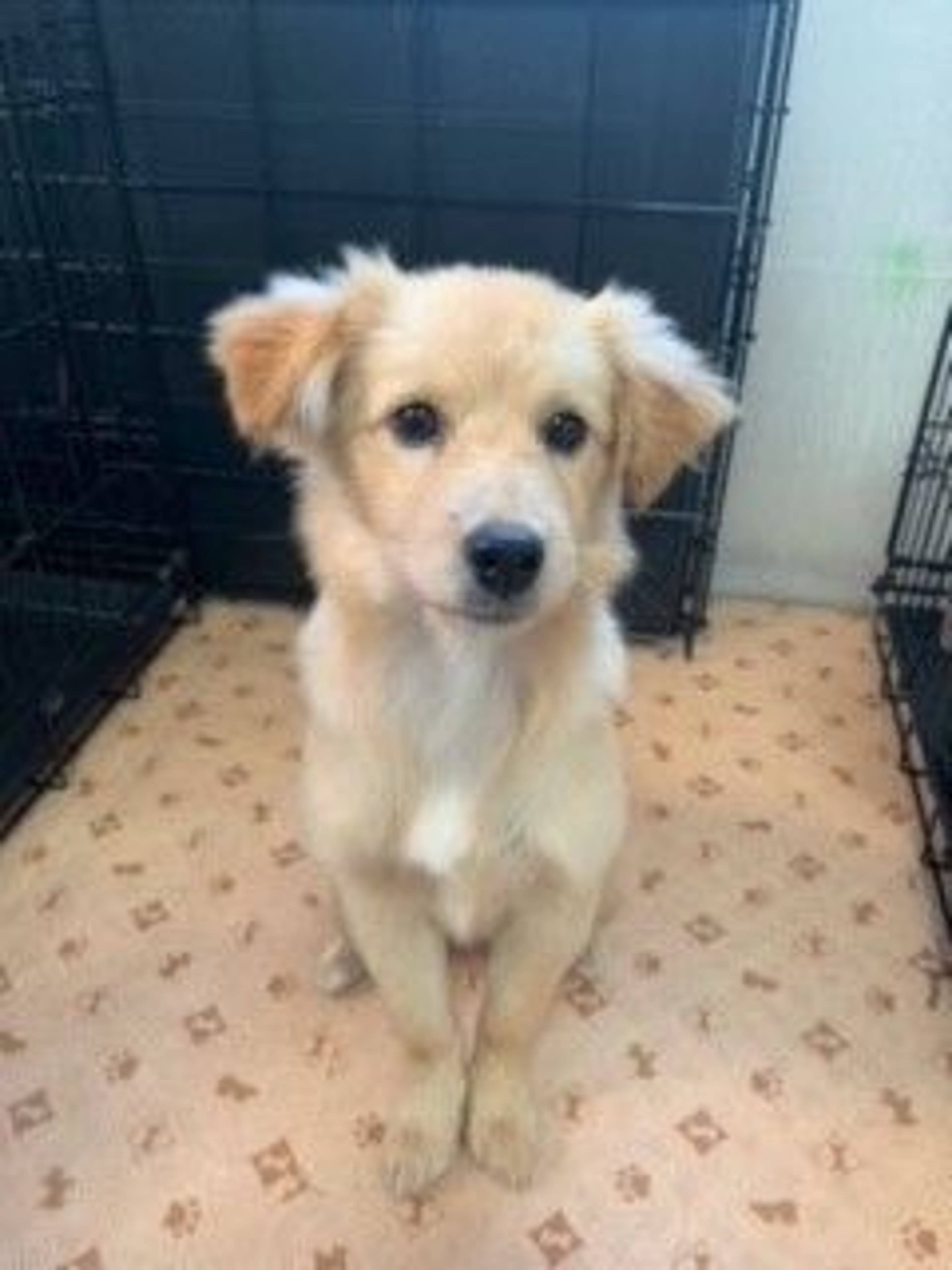 雑種（ミックス犬）・メスの里親募集の写真