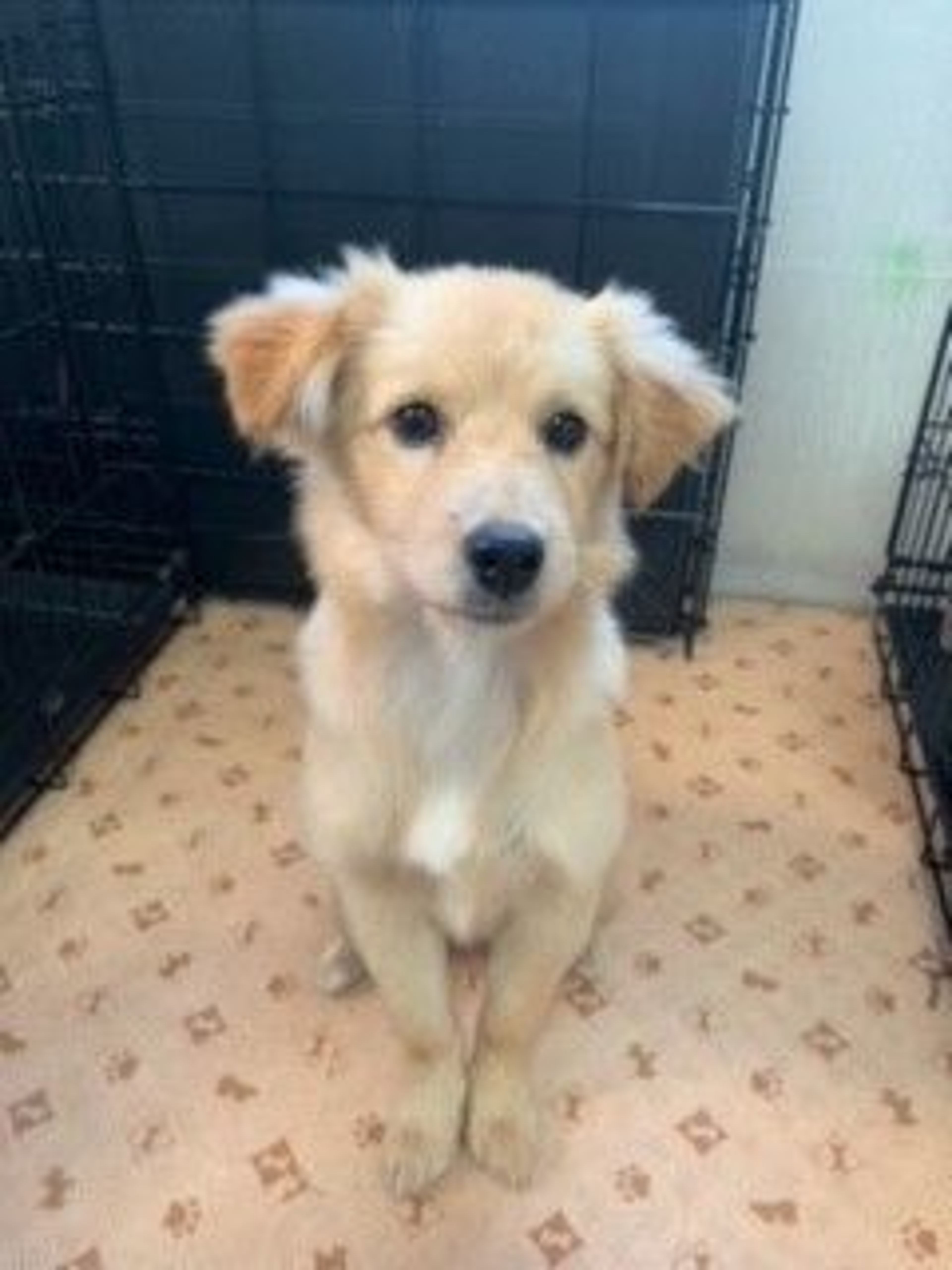 雑種（ミックス犬）・メスの里親募集の写真