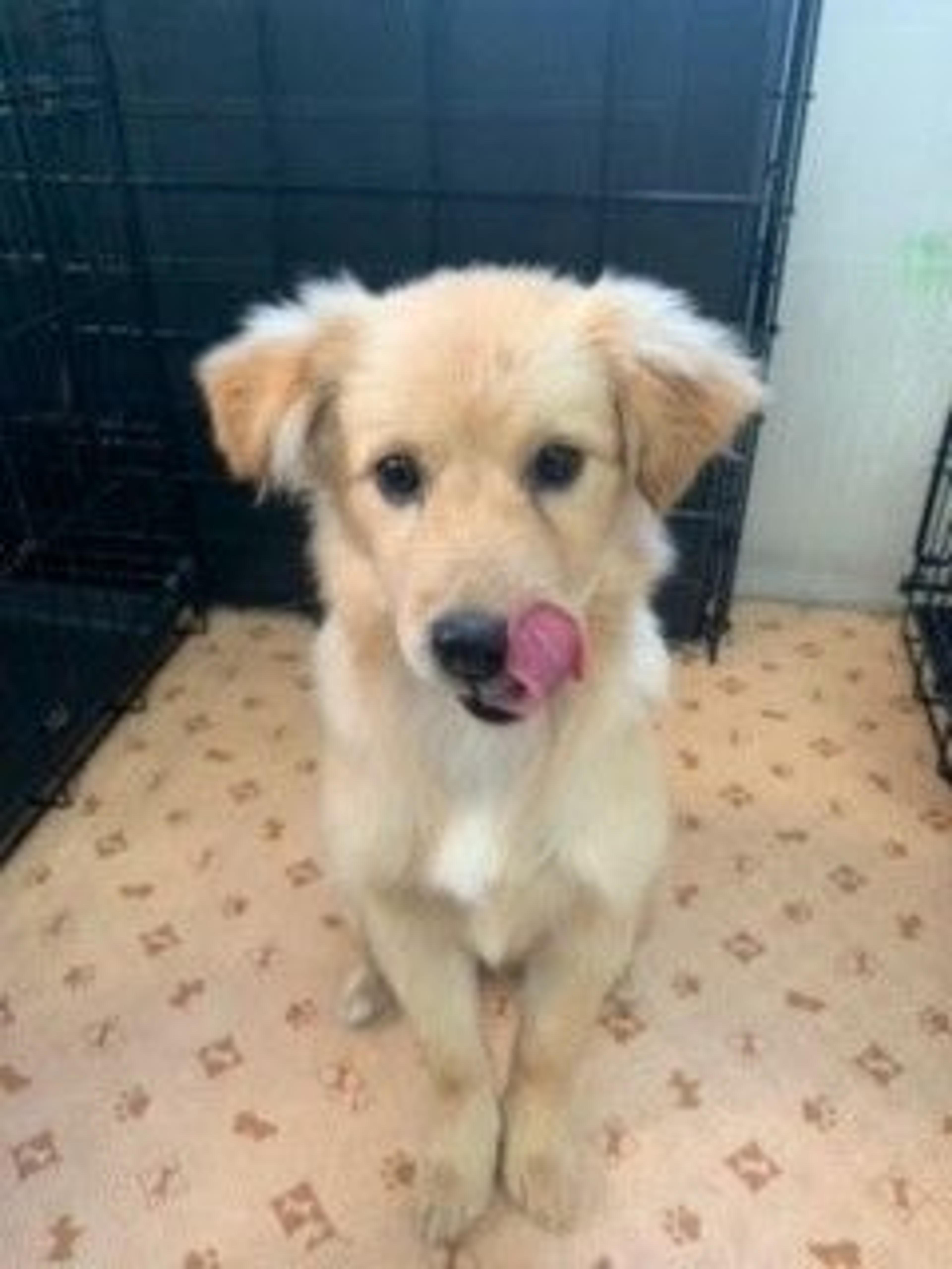 pet-image-2