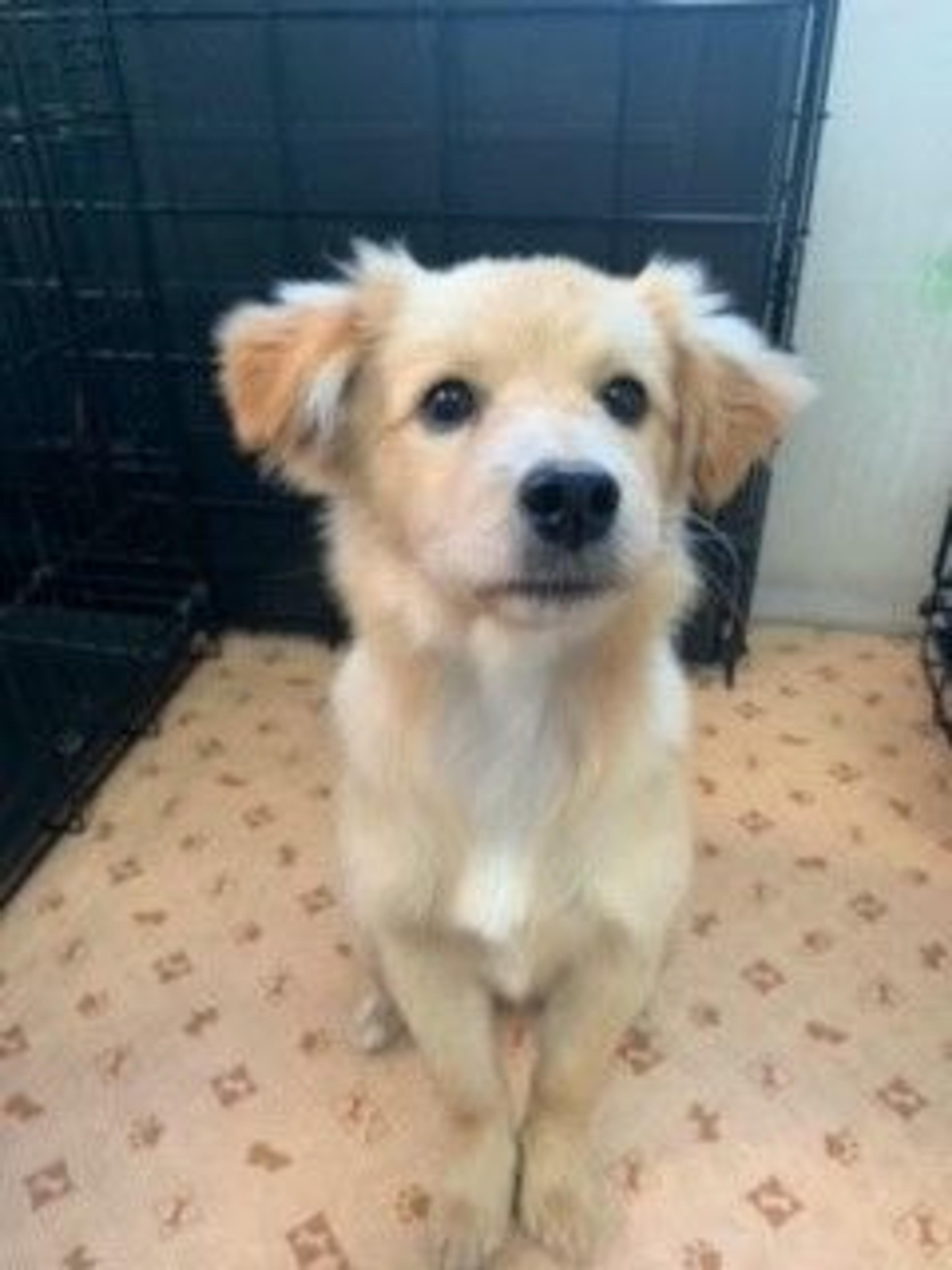 pet-image-3