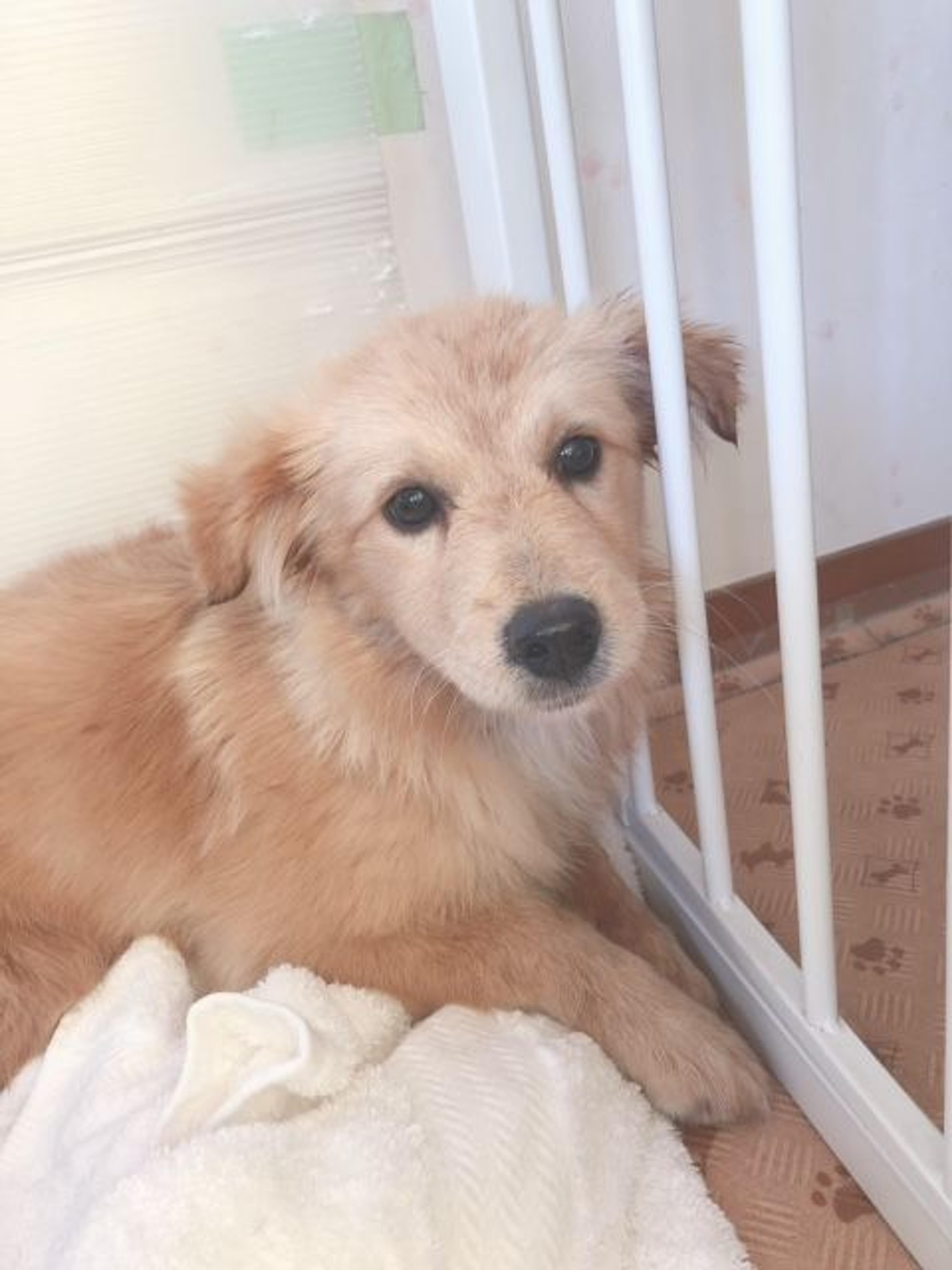 pet-image-4