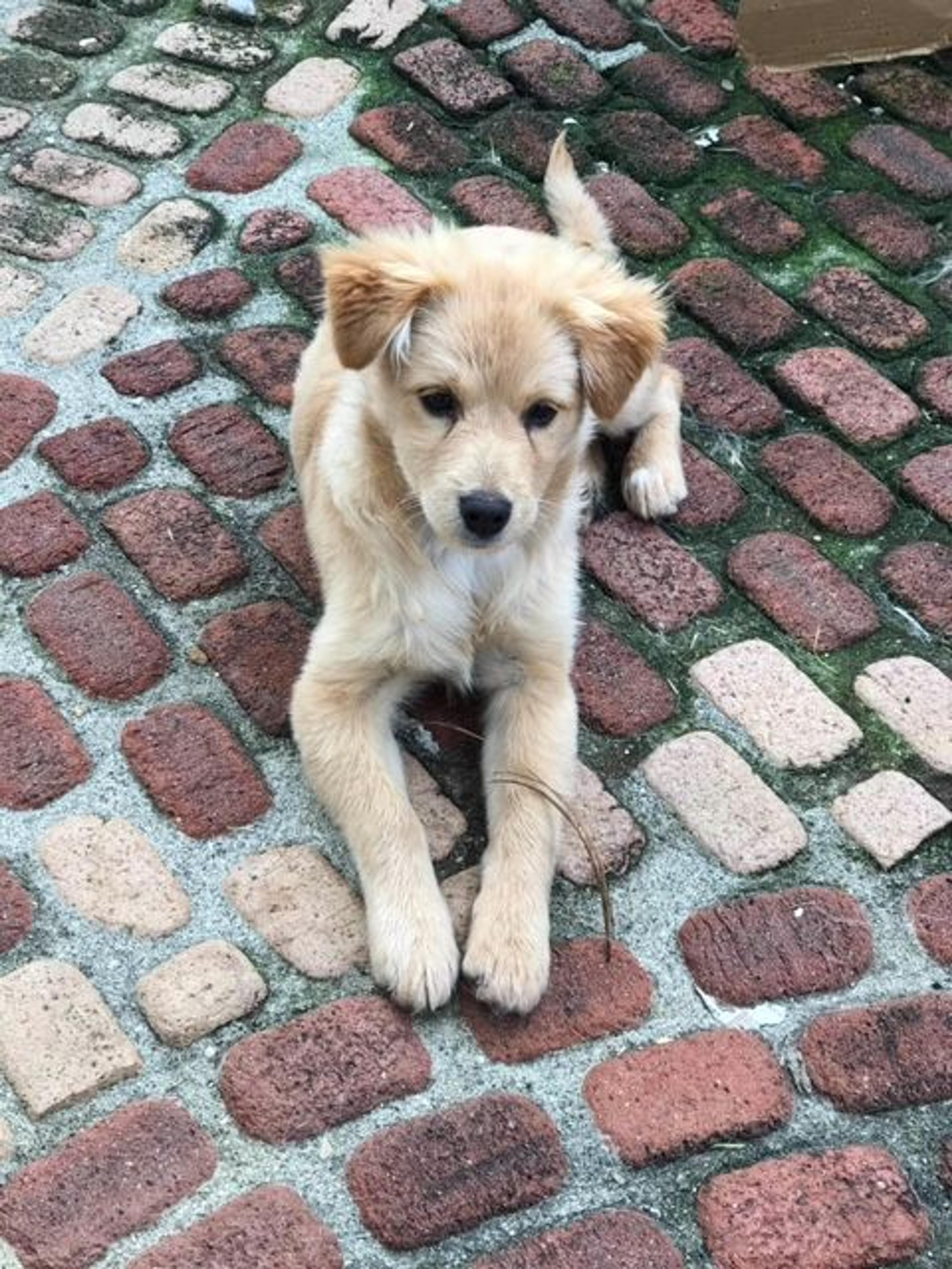 pet-image-5