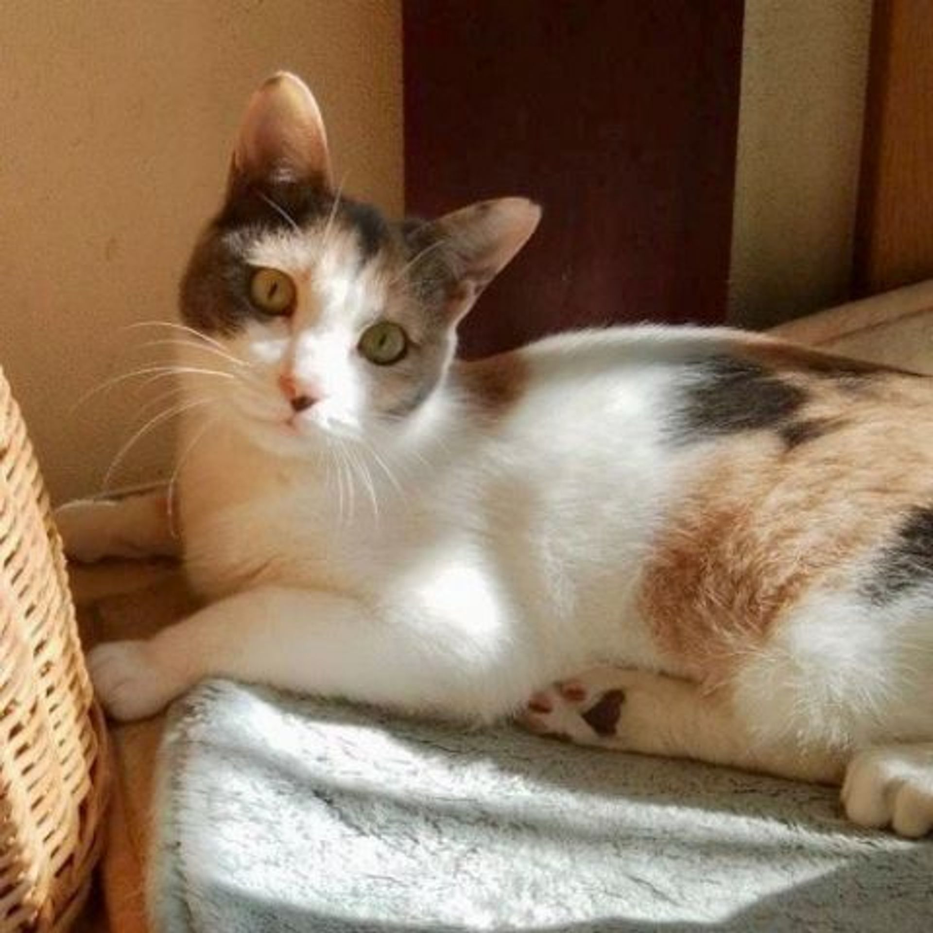 日本猫・メスの里親募集の写真