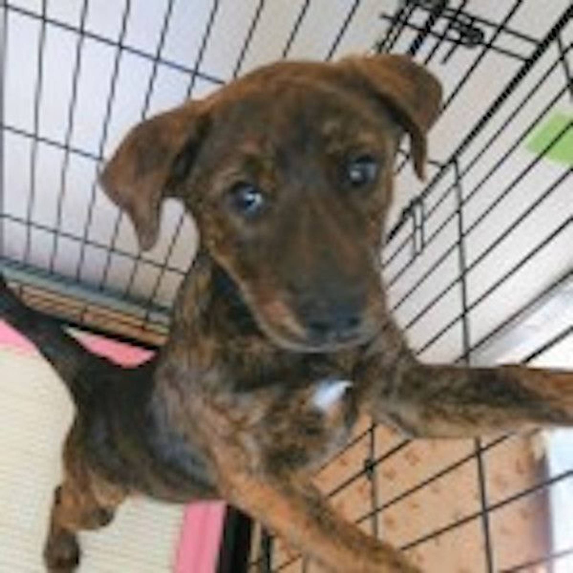 雑種（ミックス犬）・メスの里親募集の写真