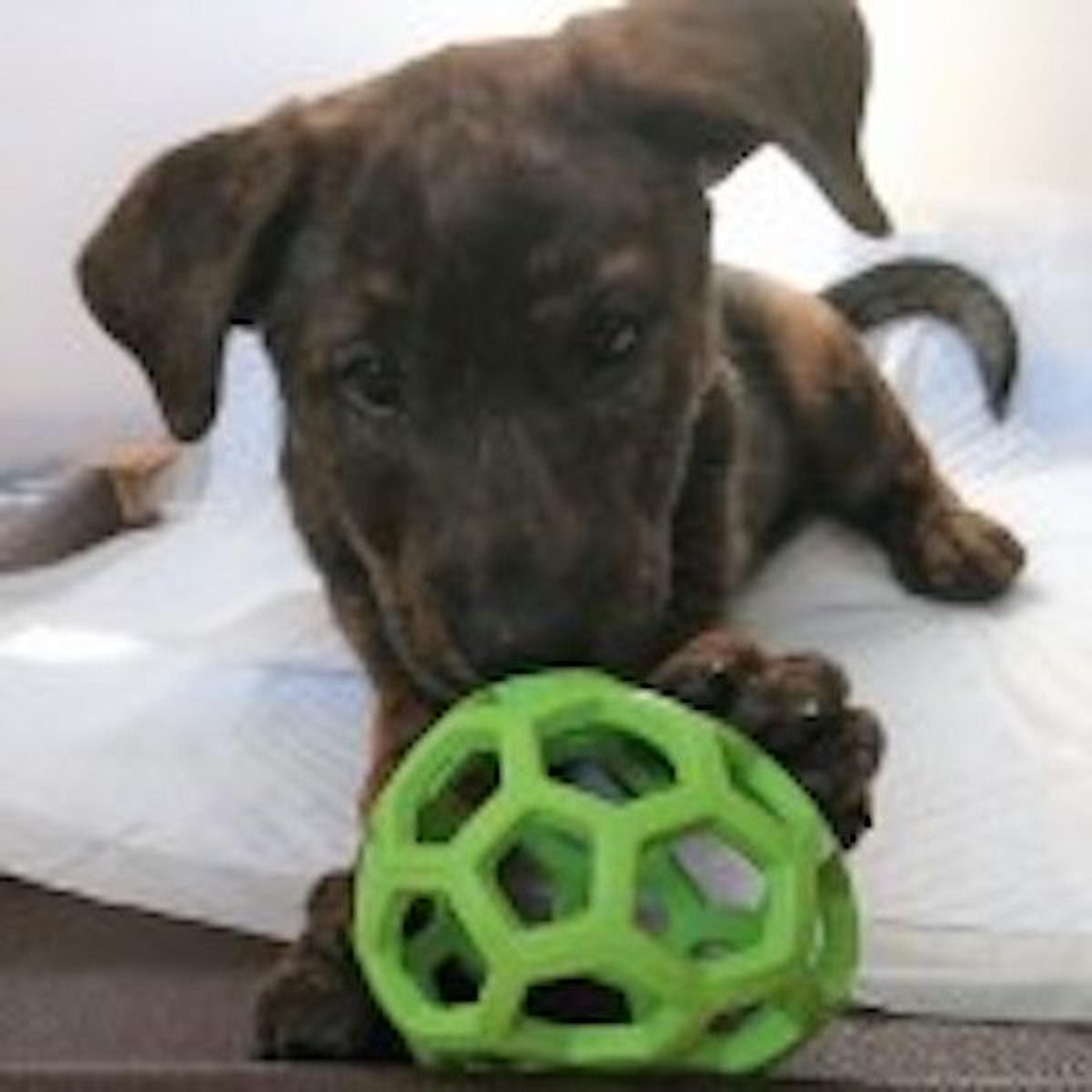 pet-image-2