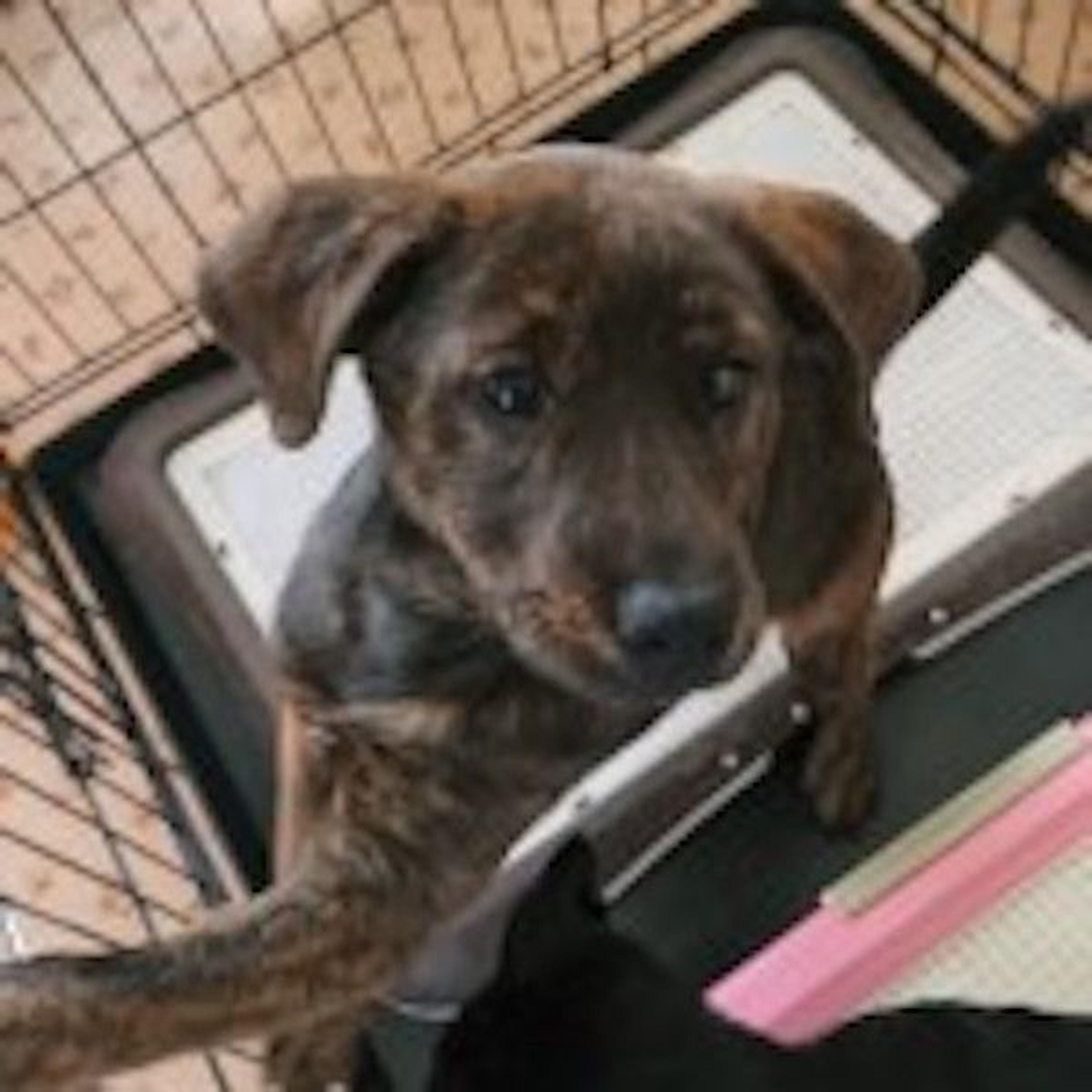 pet-image-3