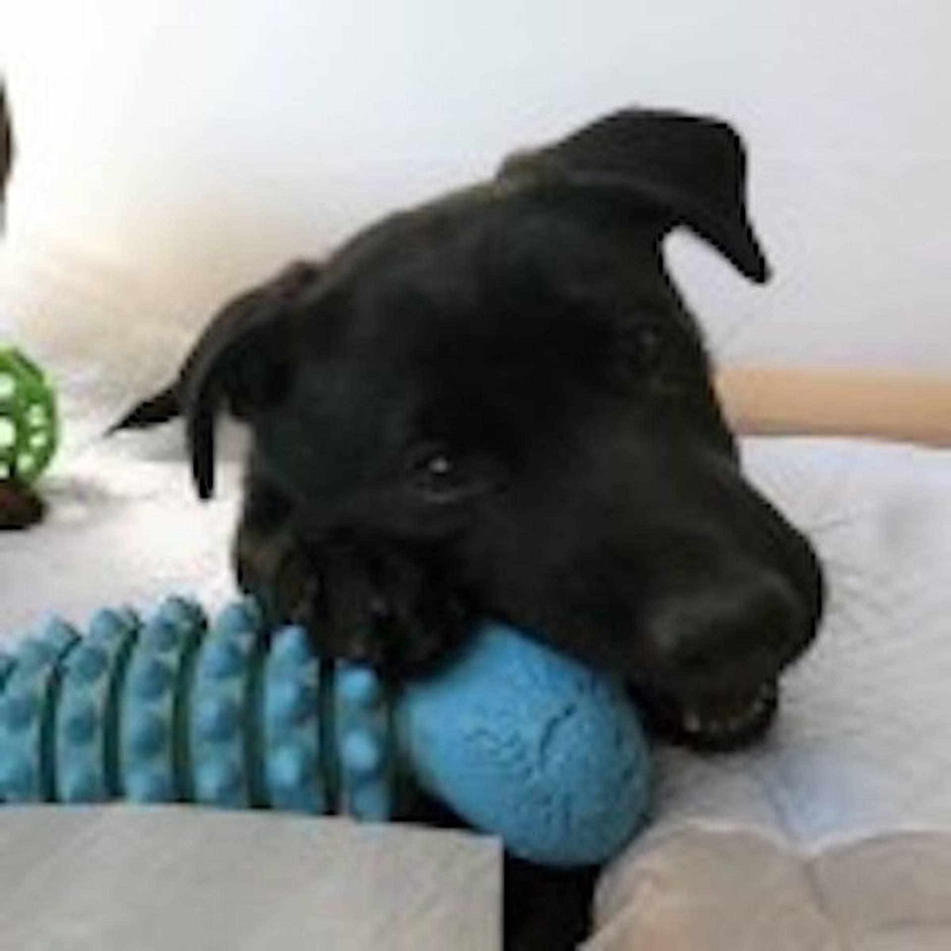雑種（ミックス犬）・メスの里親募集の写真