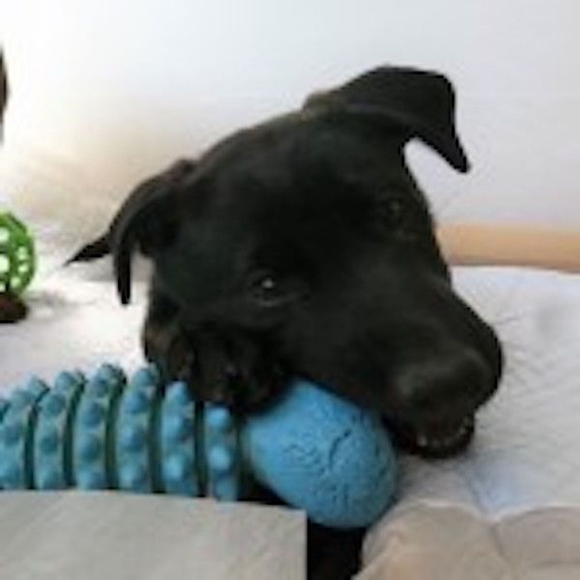 雑種（ミックス犬）・メスの里親募集の写真