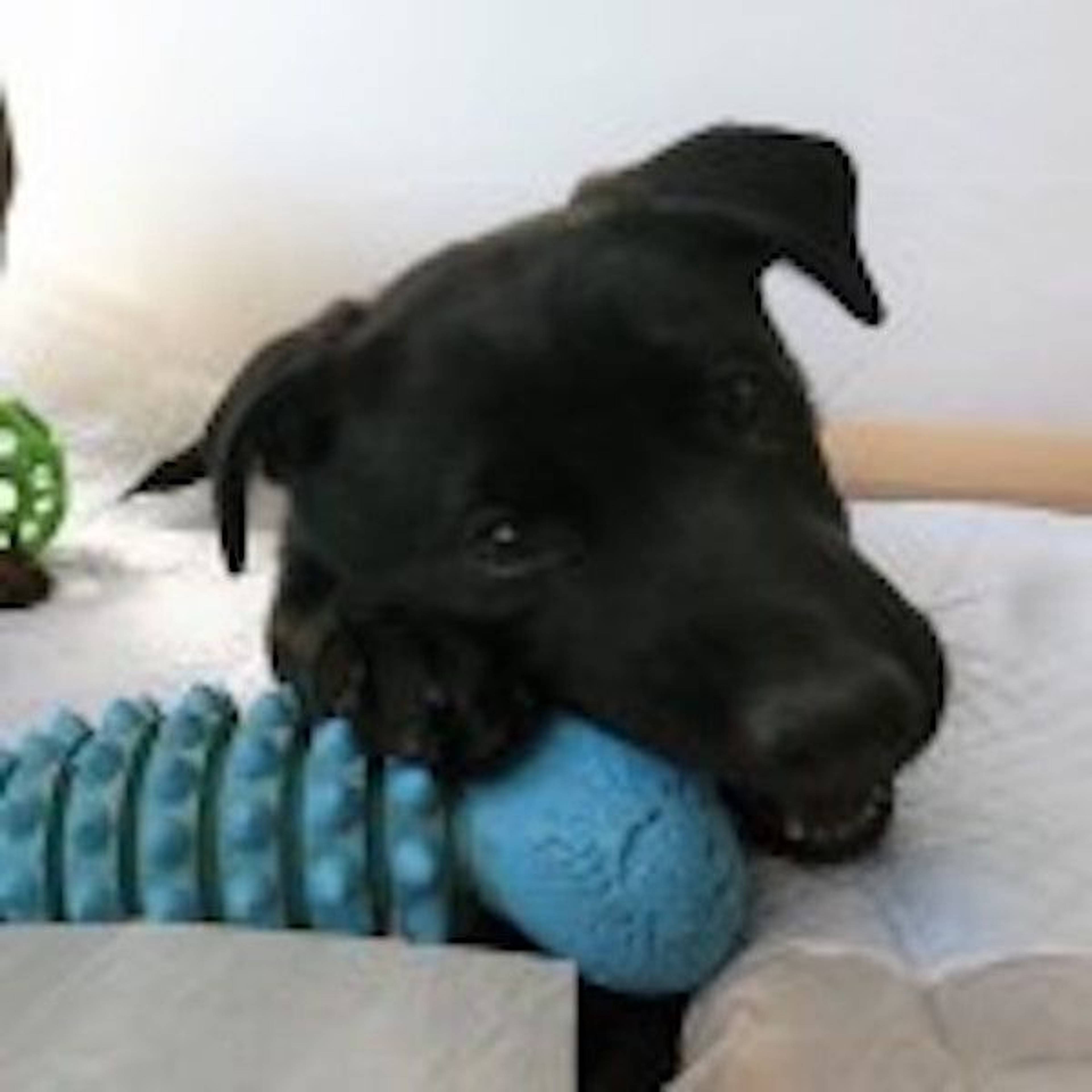 雑種（ミックス犬）・メスの里親募集の写真
