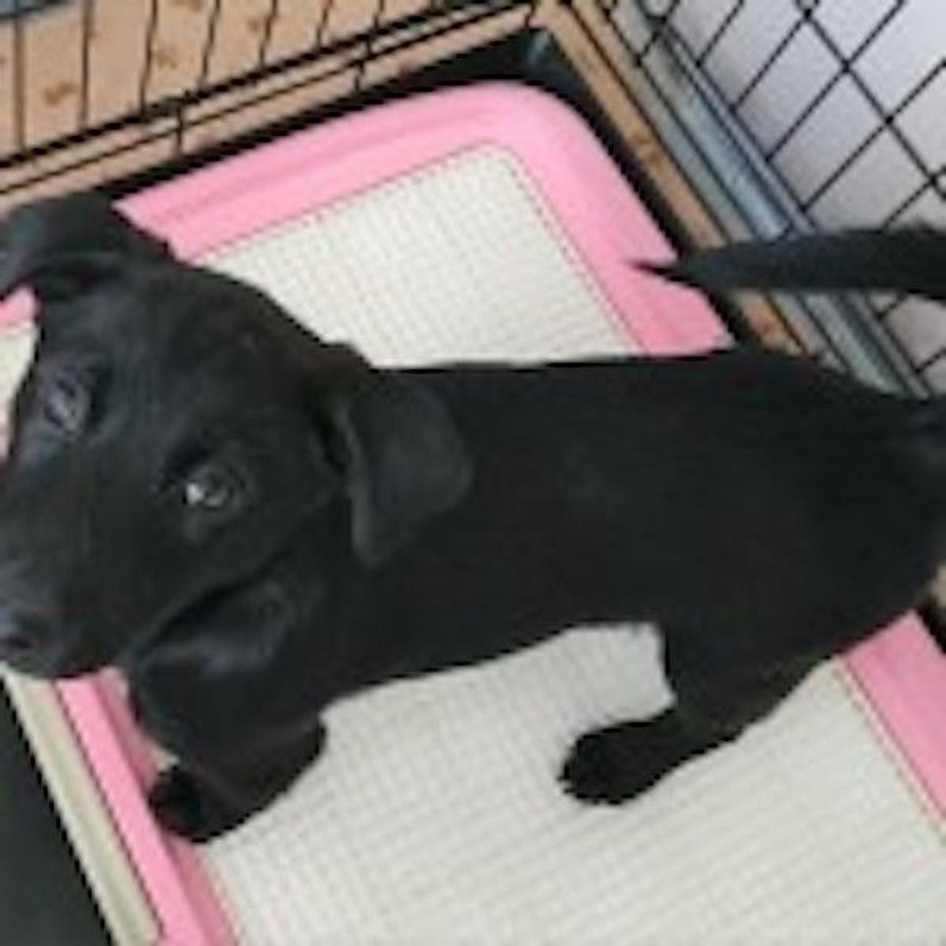 pet-image-2