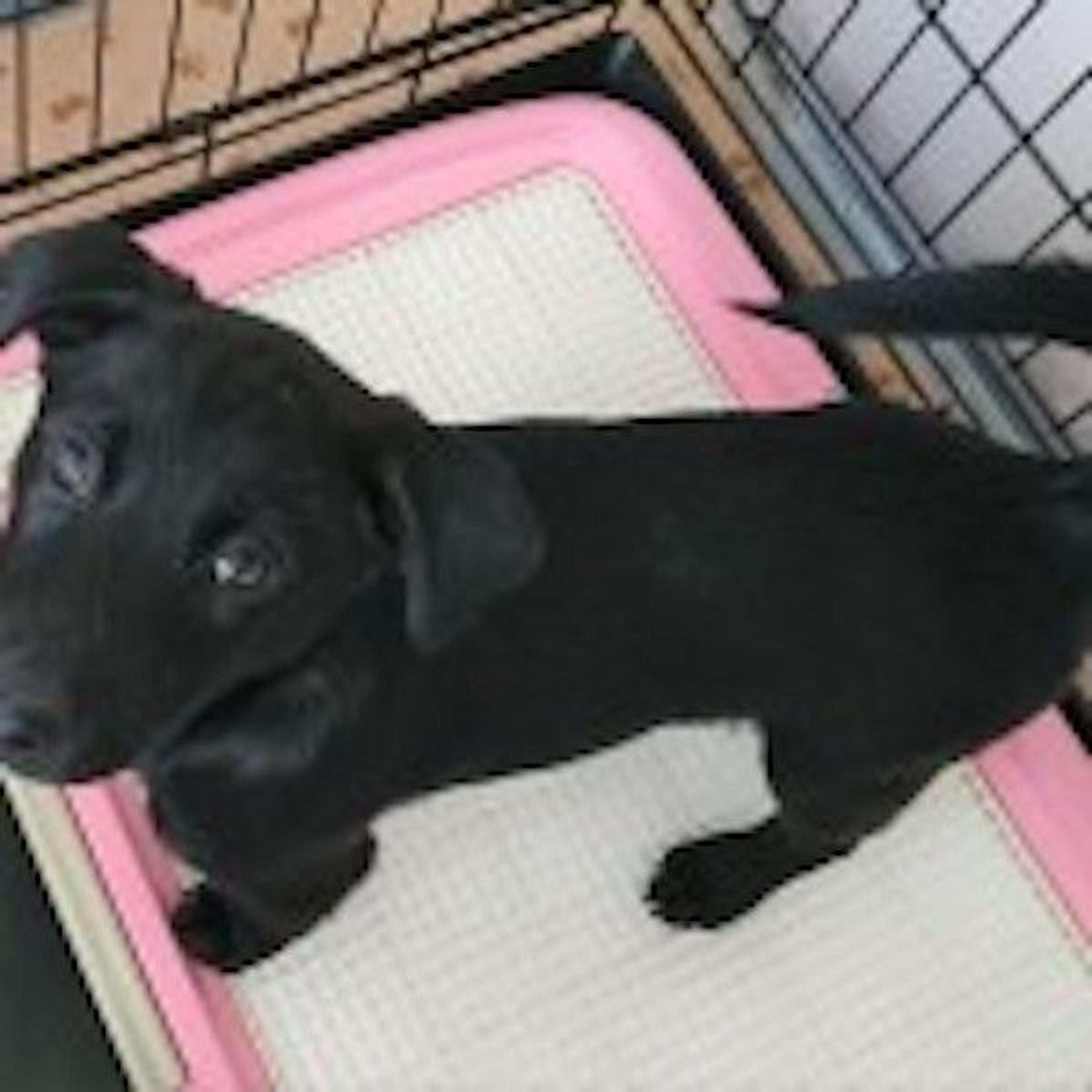 pet-image-2