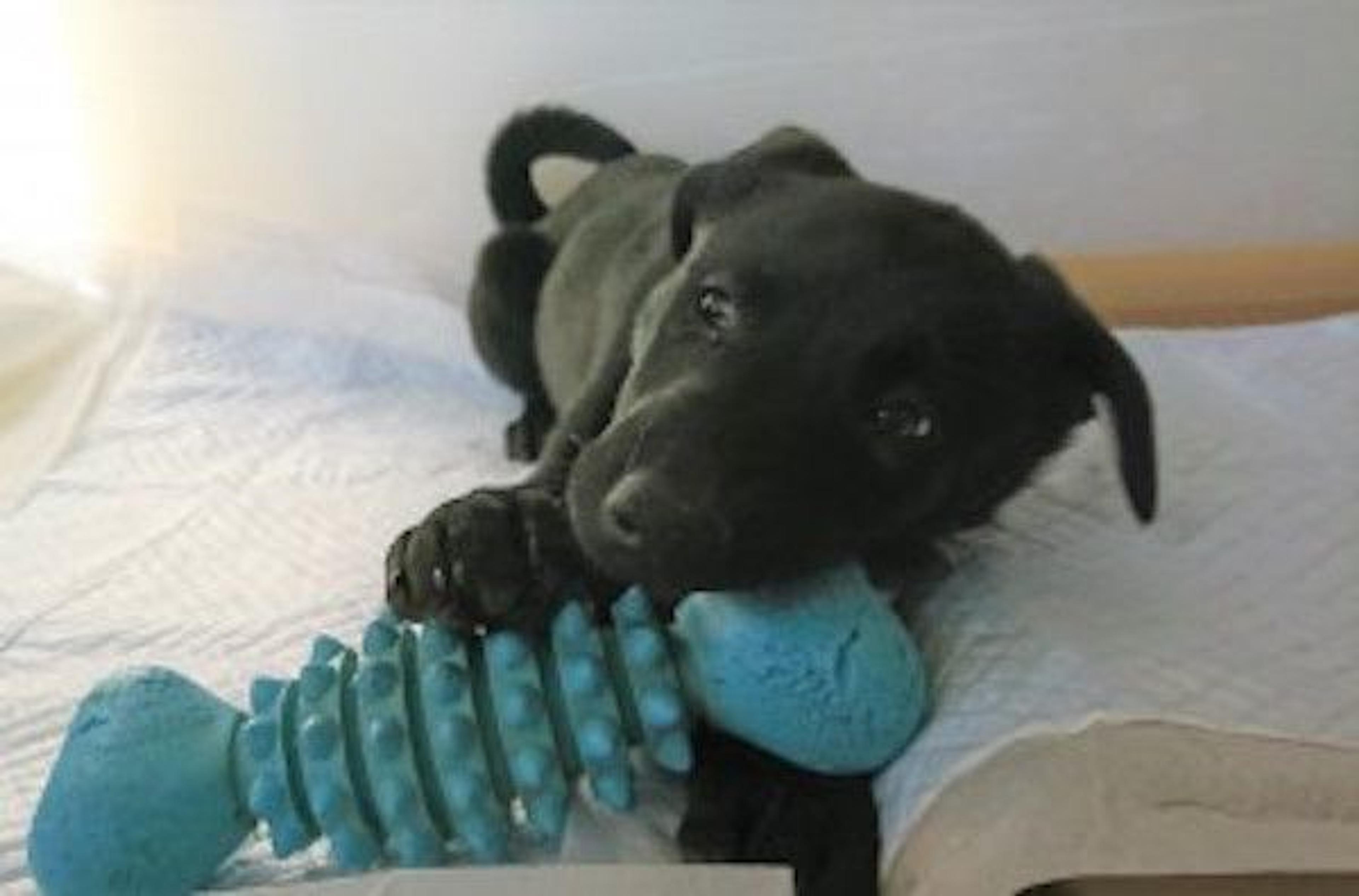pet-image-3