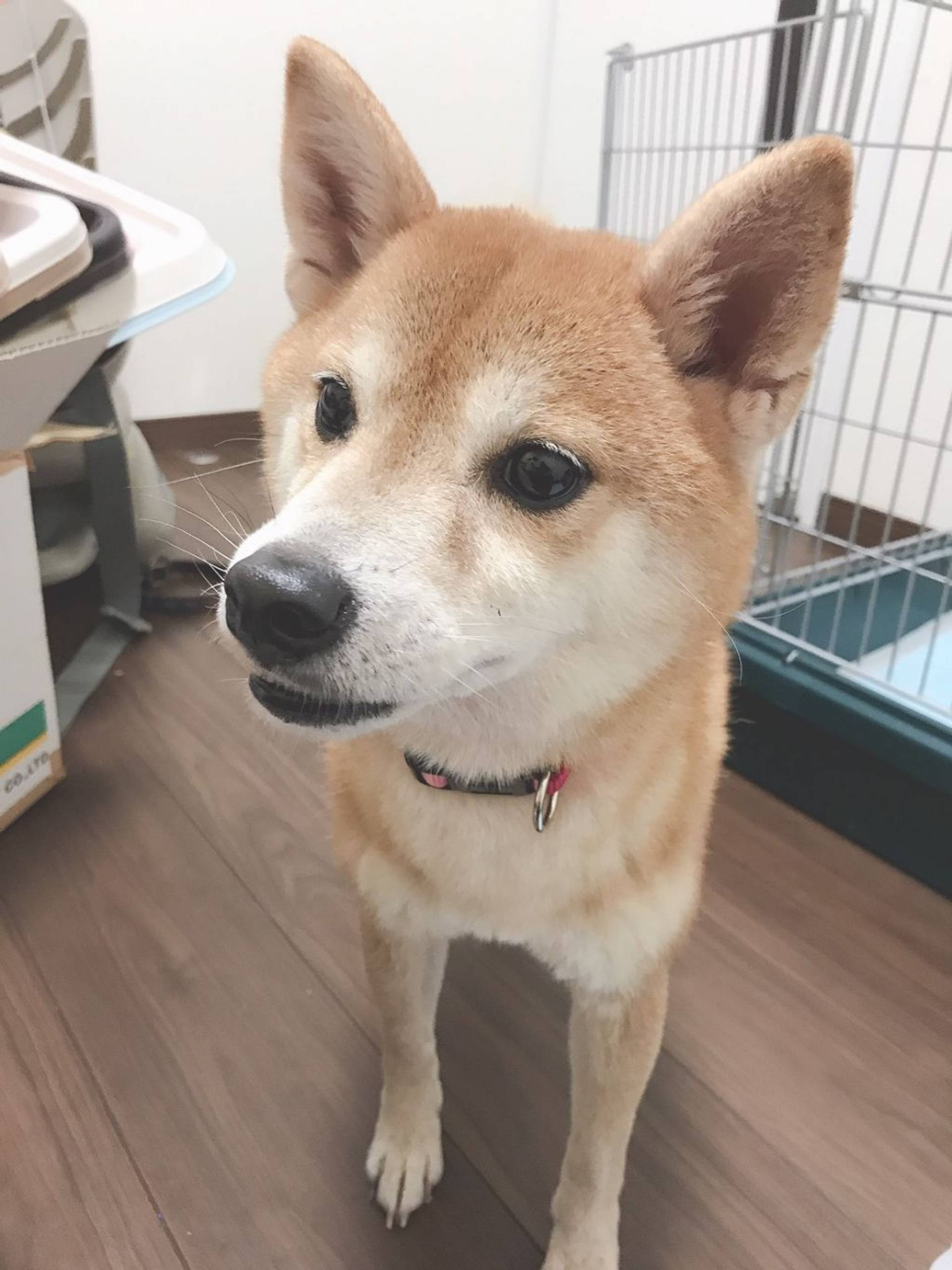 柴犬・メスの里親募集の写真