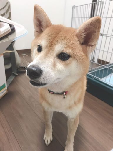 なごみちゃんの写真