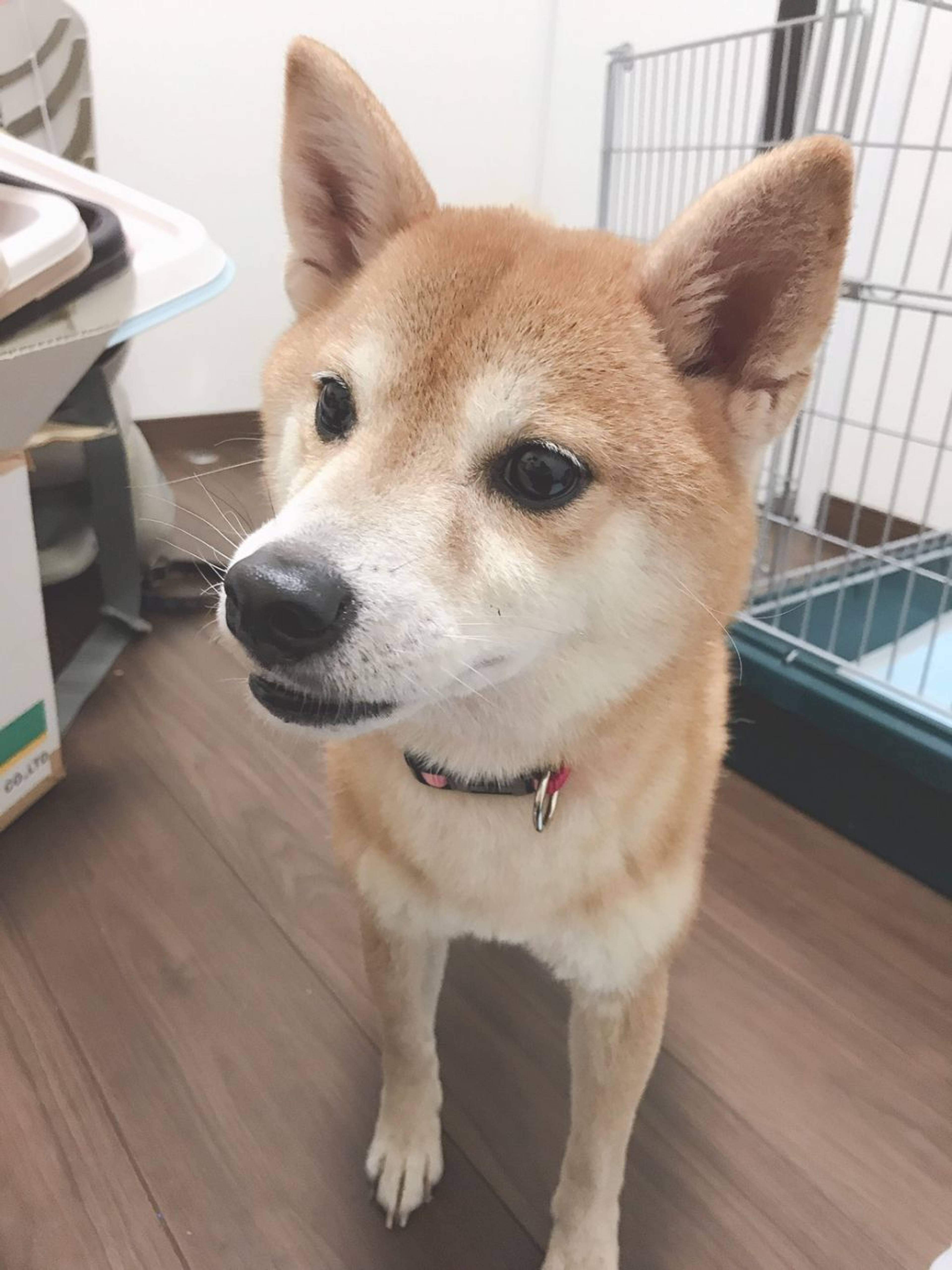 柴犬・メスの里親募集の写真