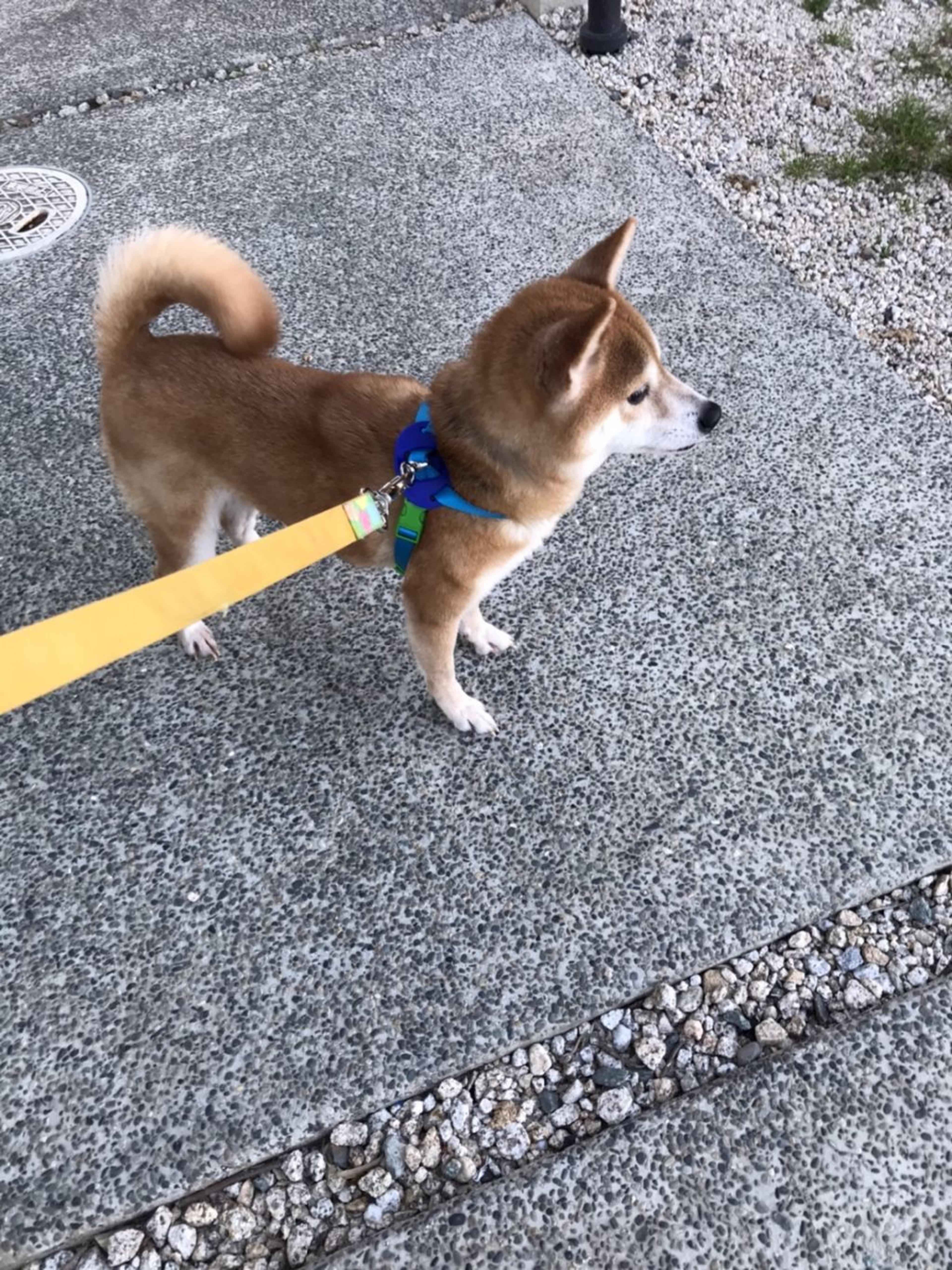 pet-image-2