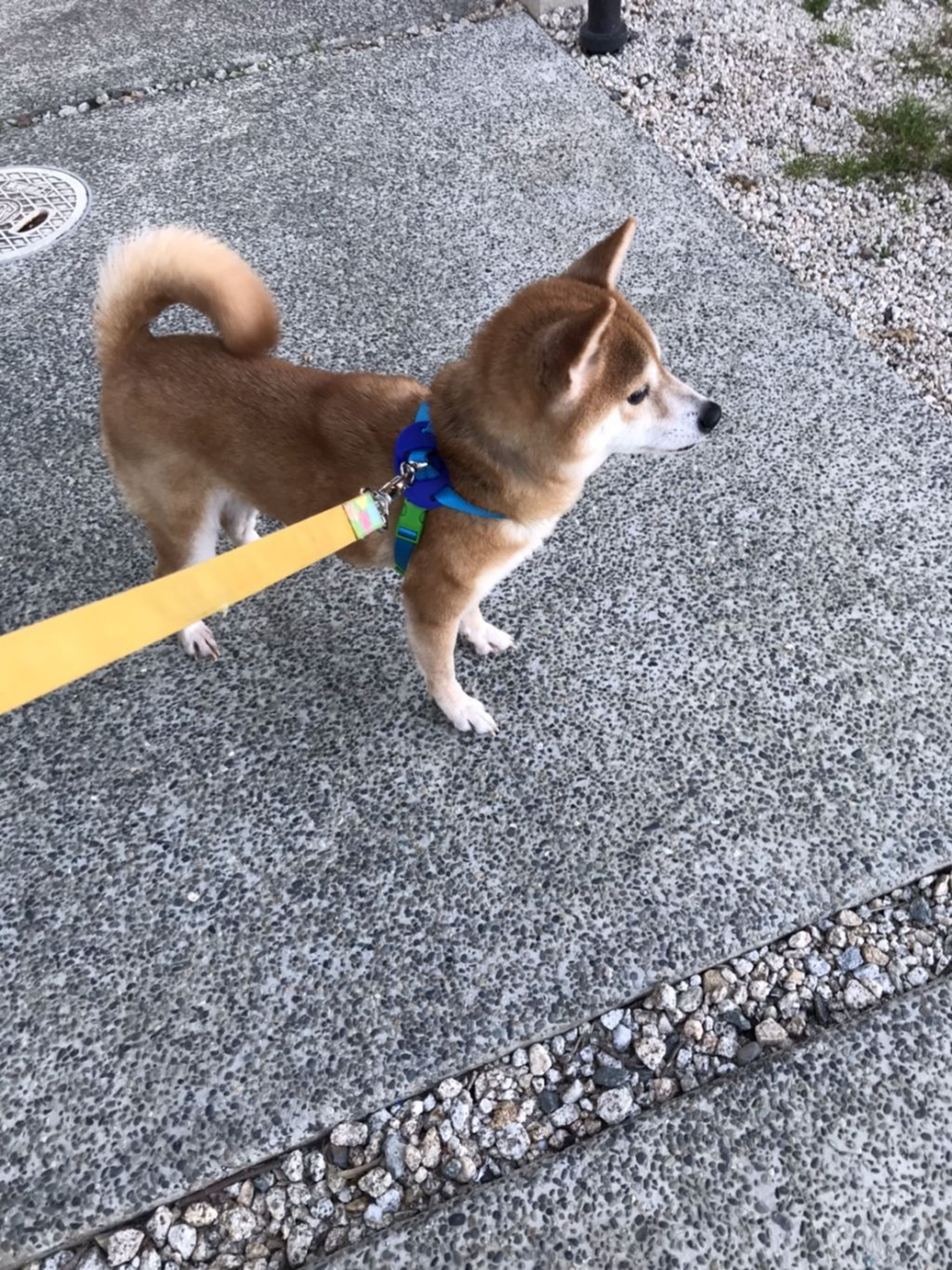 pet-image-2