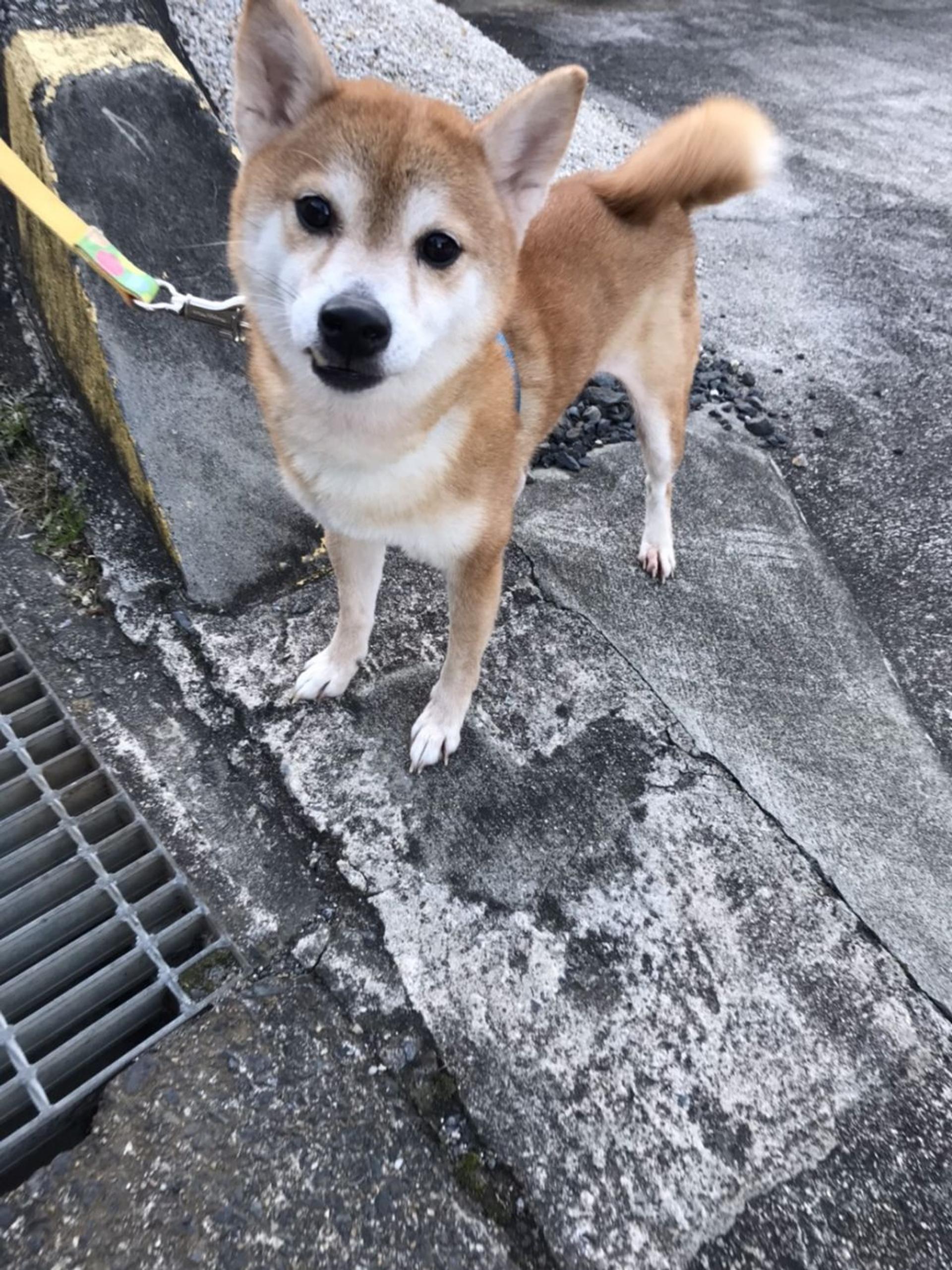 pet-image-3