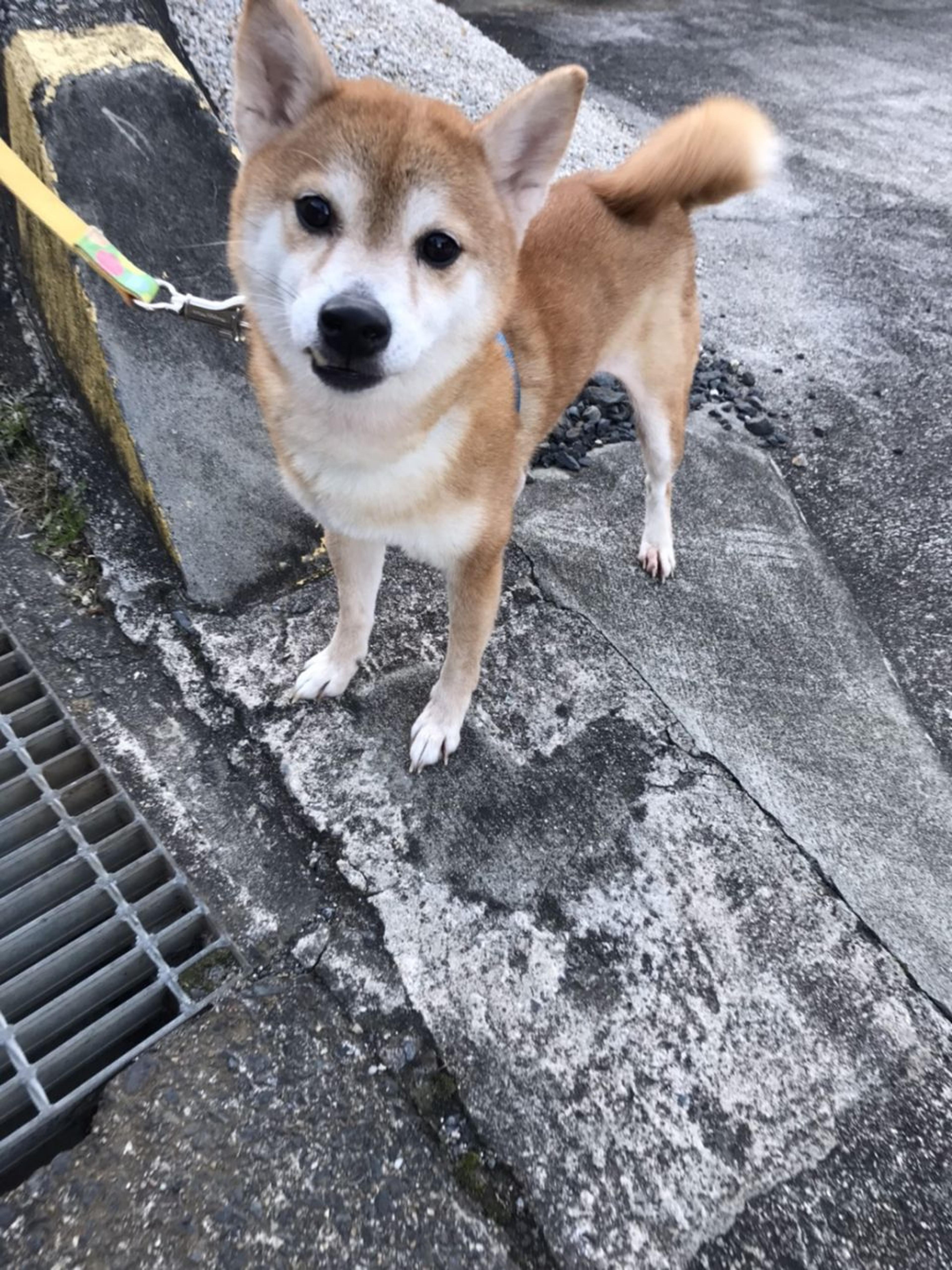 pet-image-3