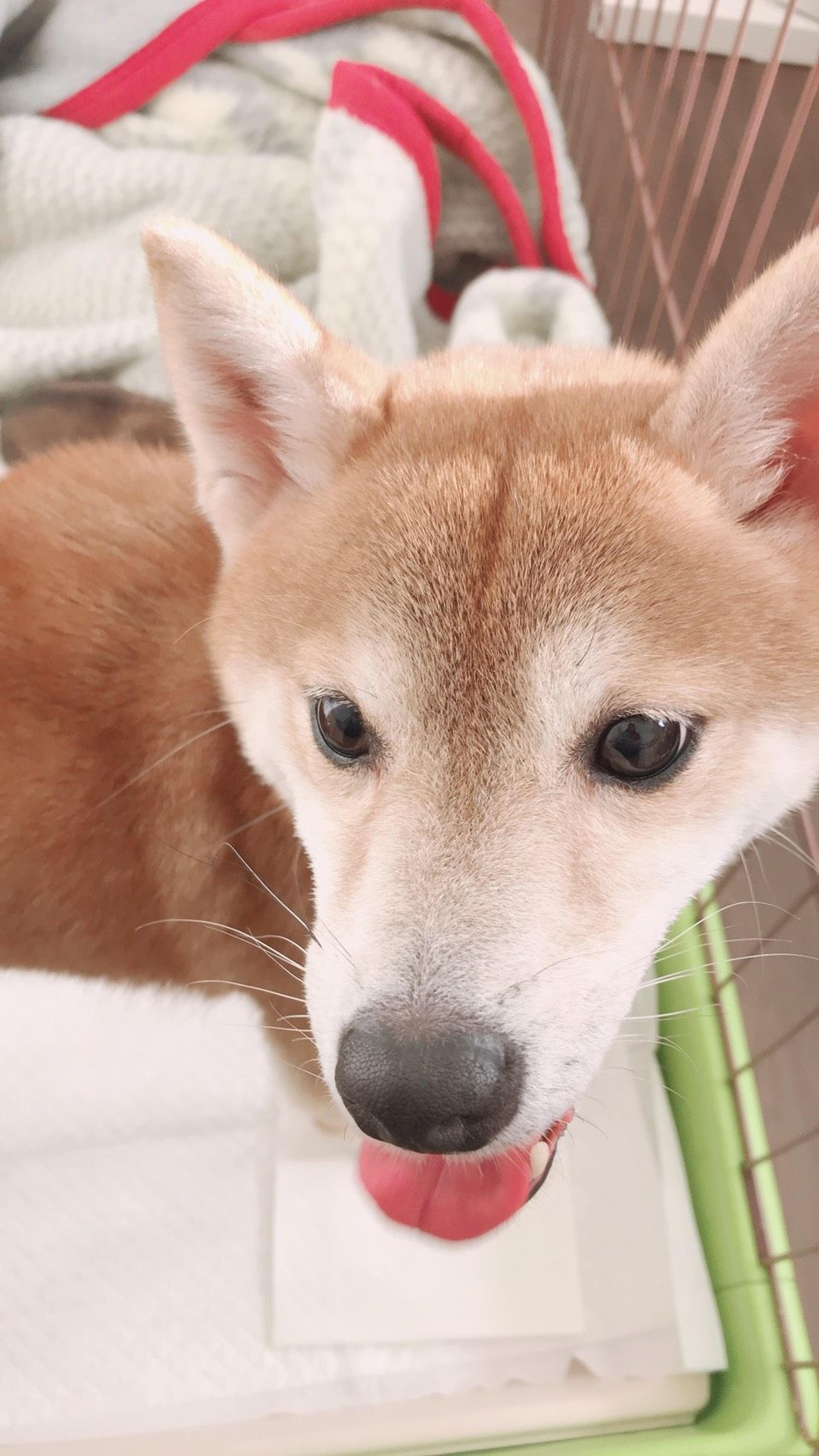 pet-image-4
