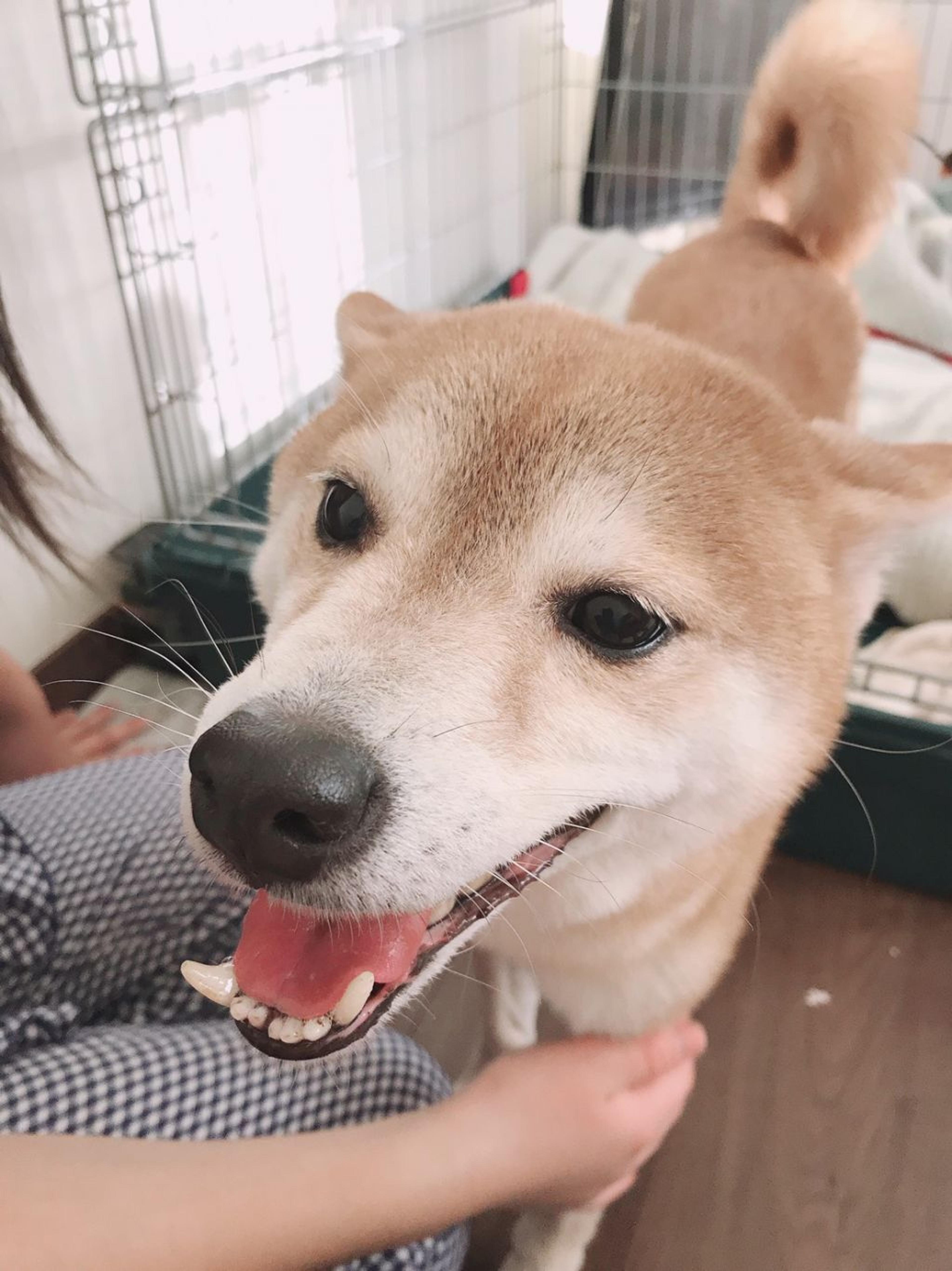pet-image-5