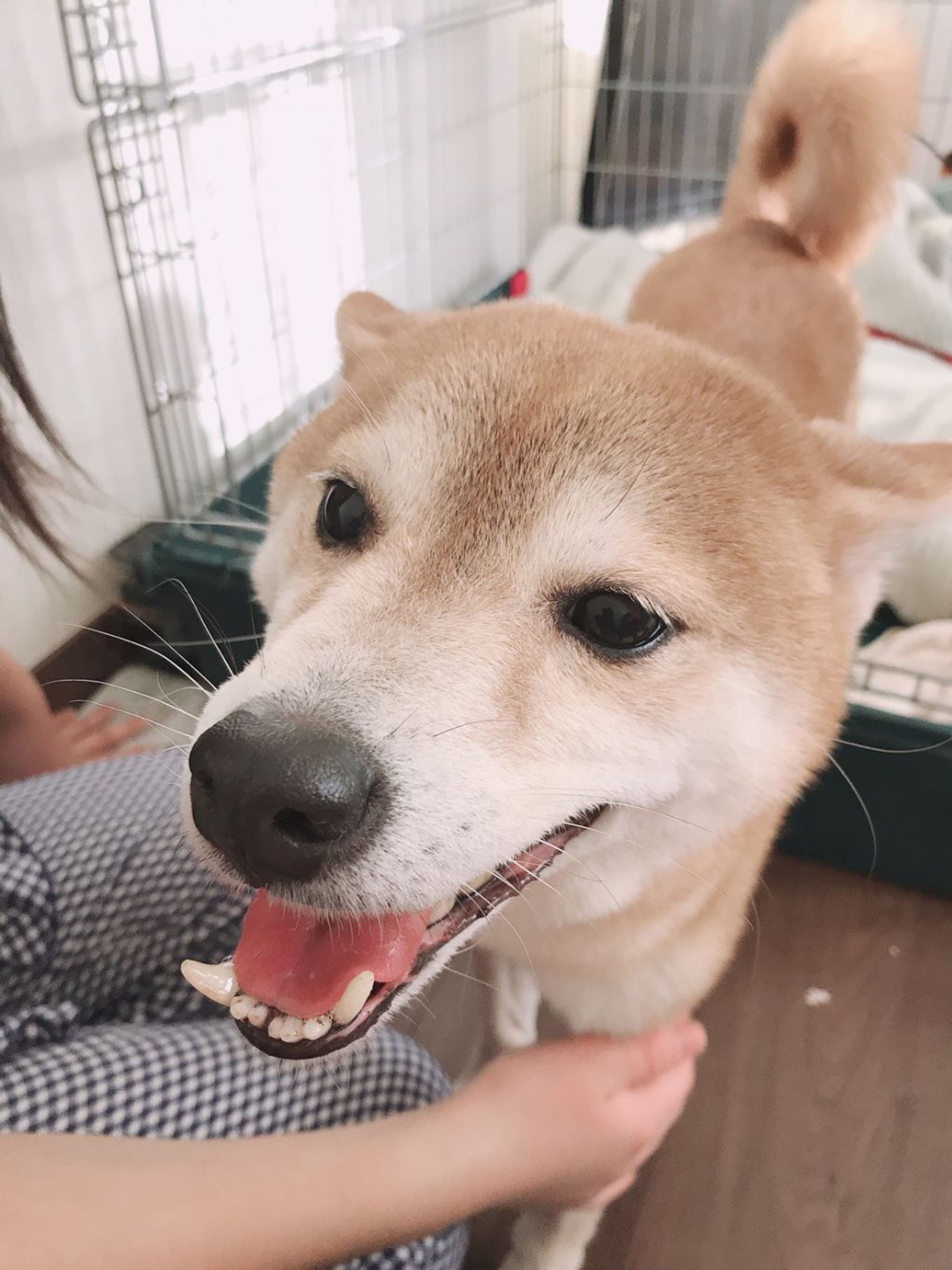 pet-image-5