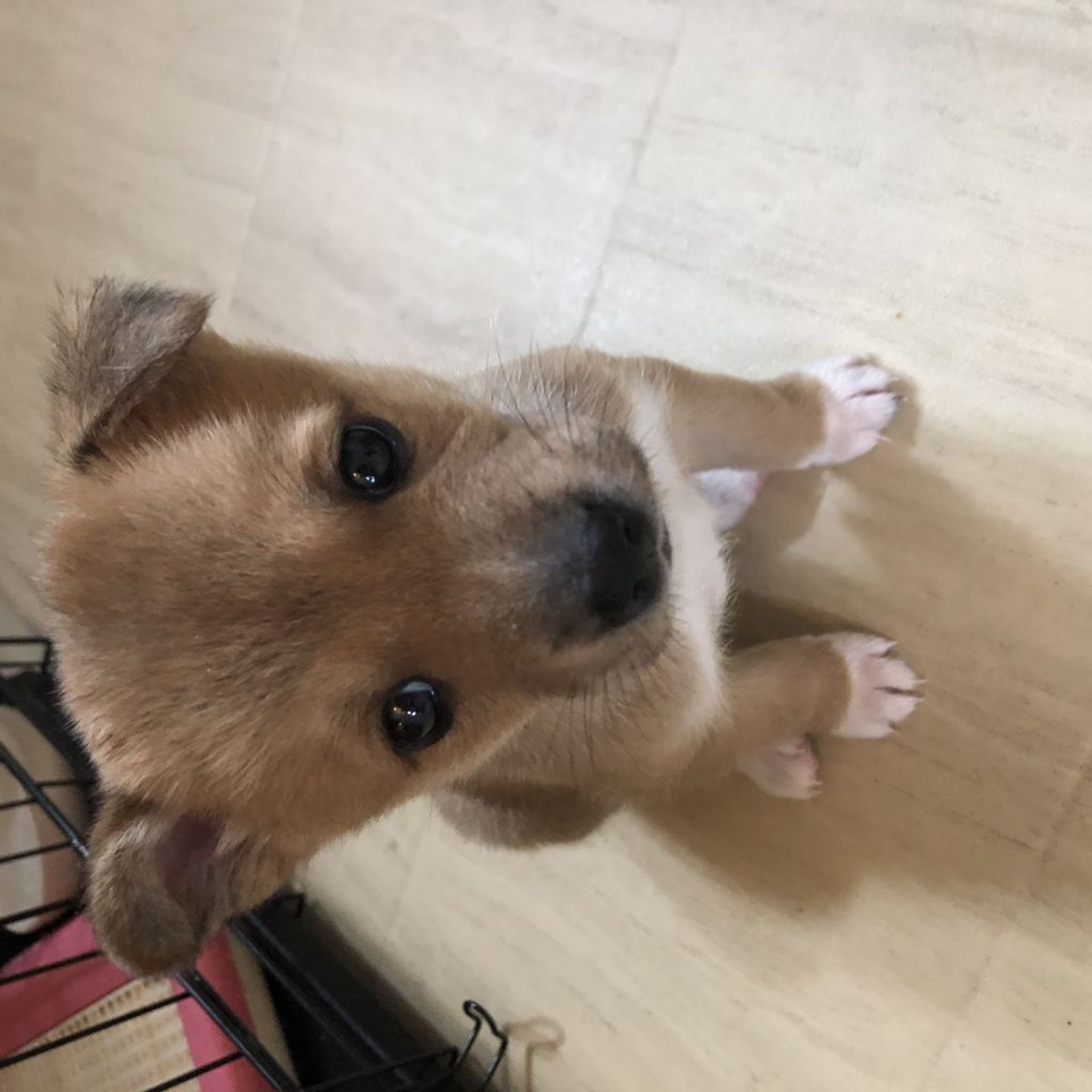 雑種（ミックス犬）・メスの里親募集の写真